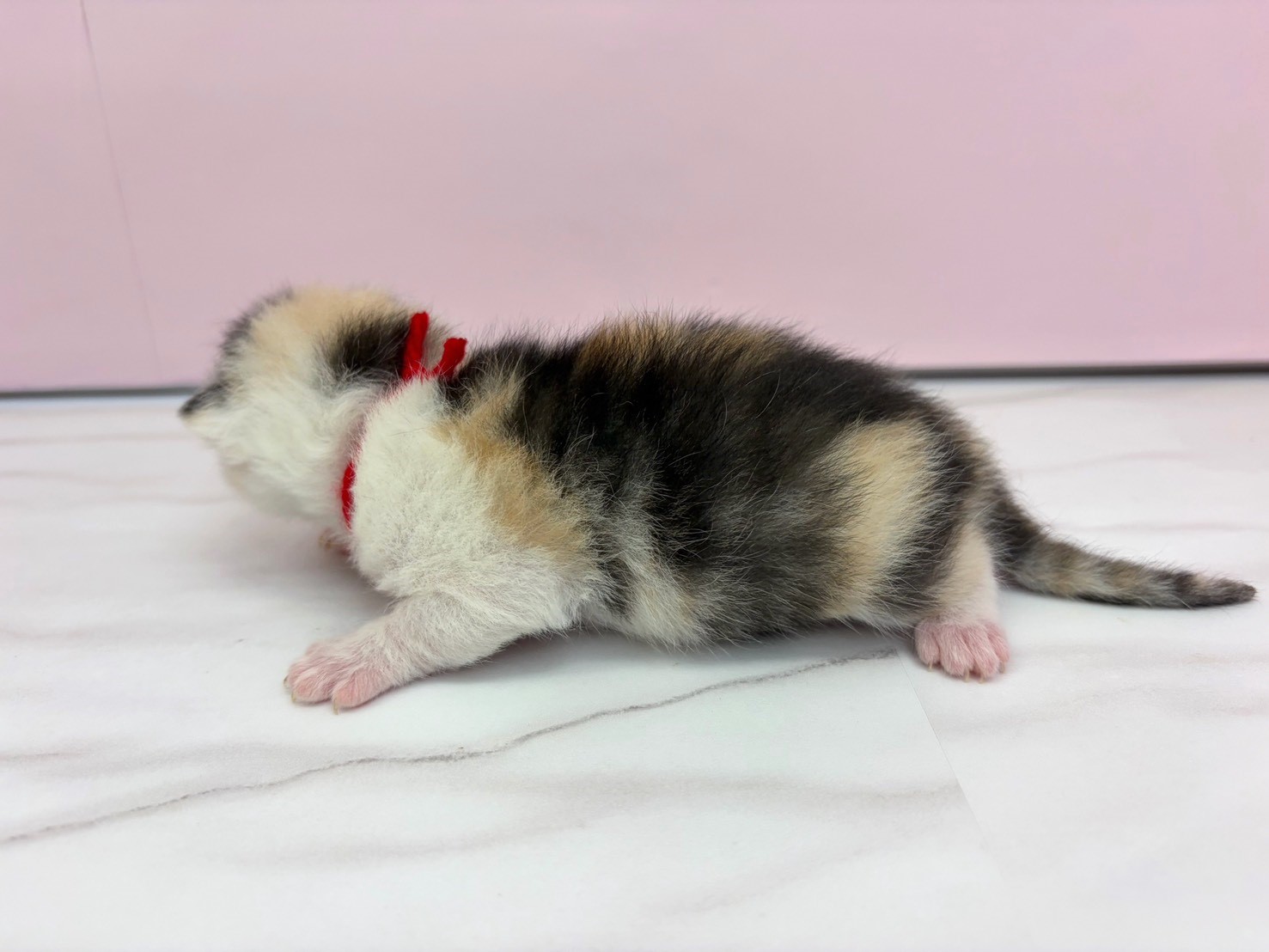 赤ちゃん写真1-2