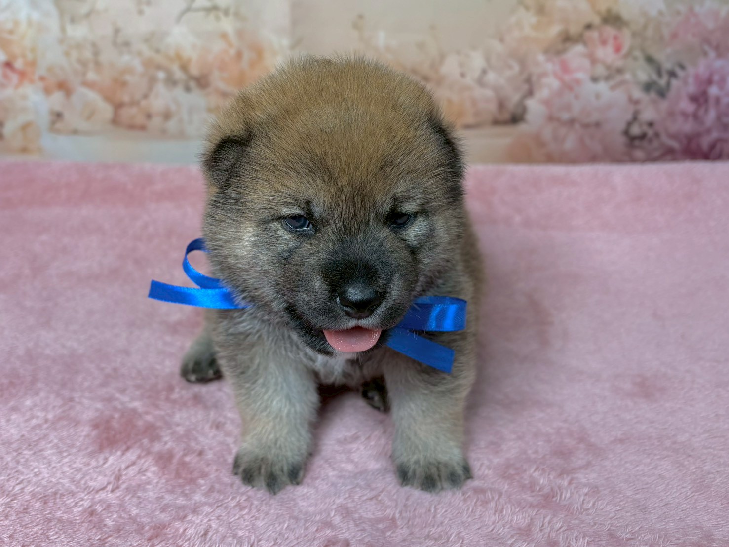 柴犬