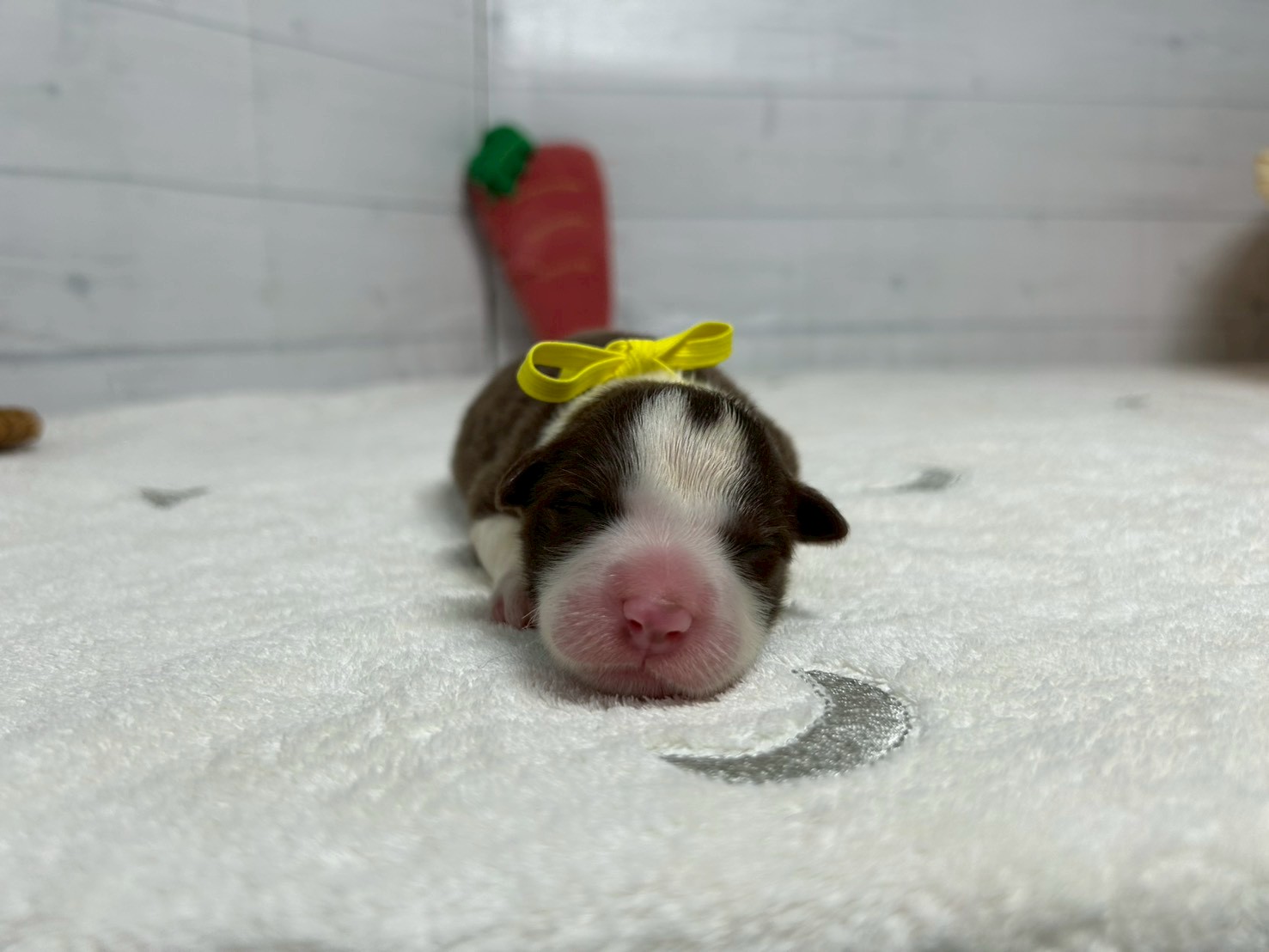 赤ちゃん写真1-1