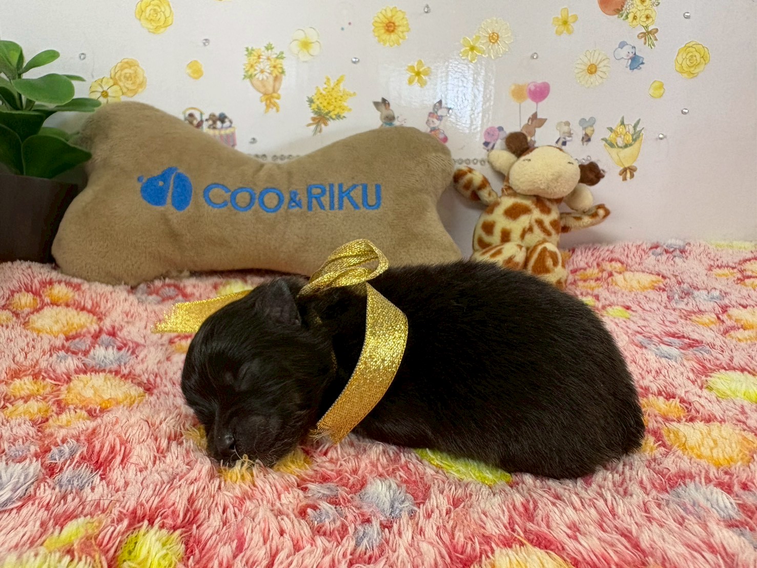 赤ちゃん写真1-2