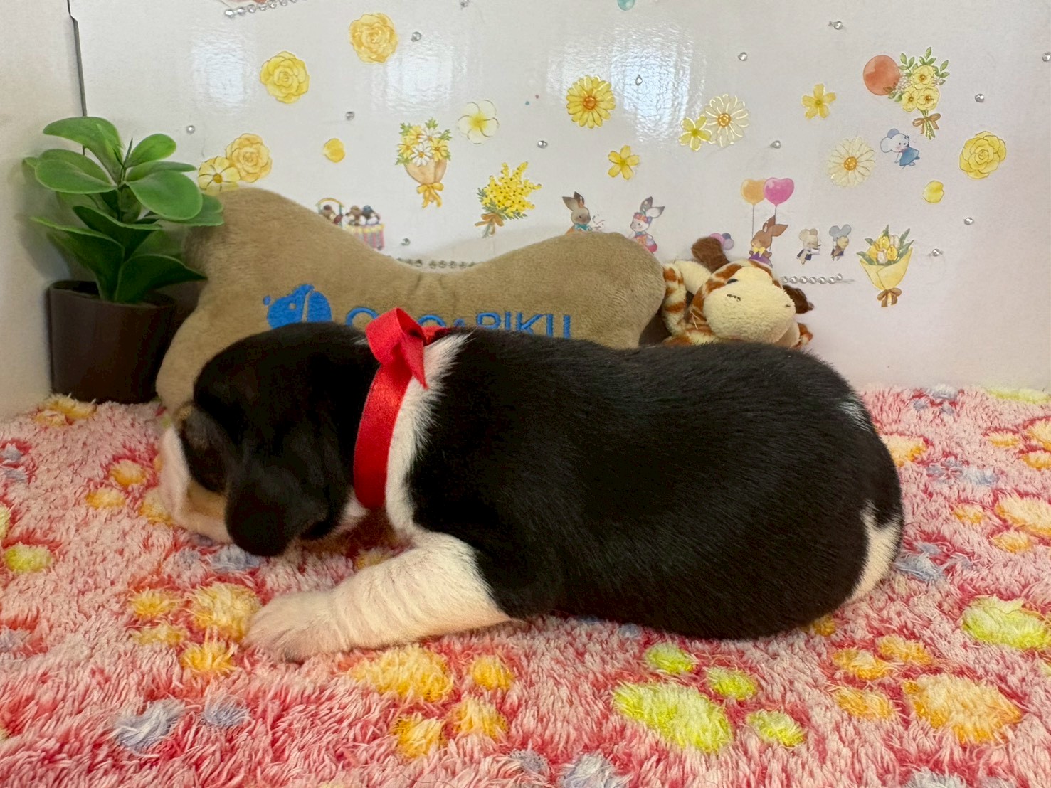 赤ちゃん写真1-2