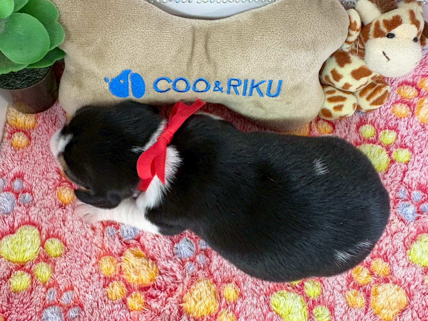 赤ちゃん写真1-3