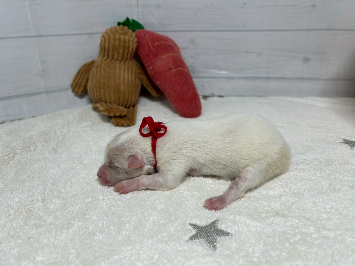 赤ちゃん写真1-2
