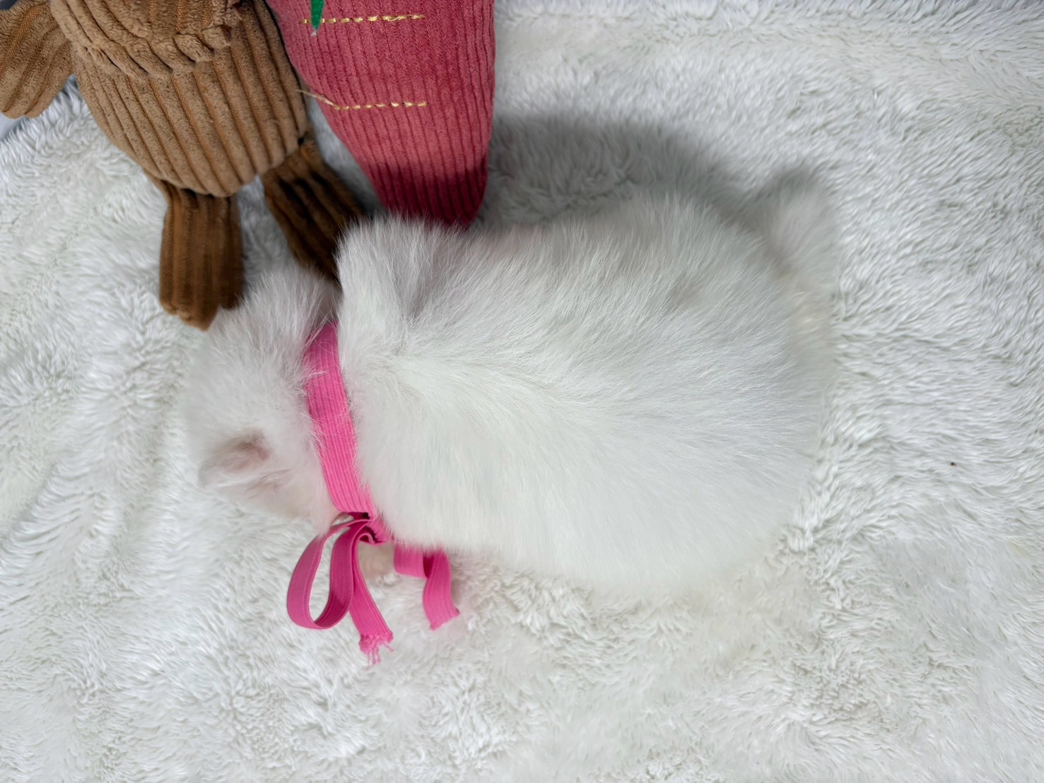 赤ちゃん写真2-3