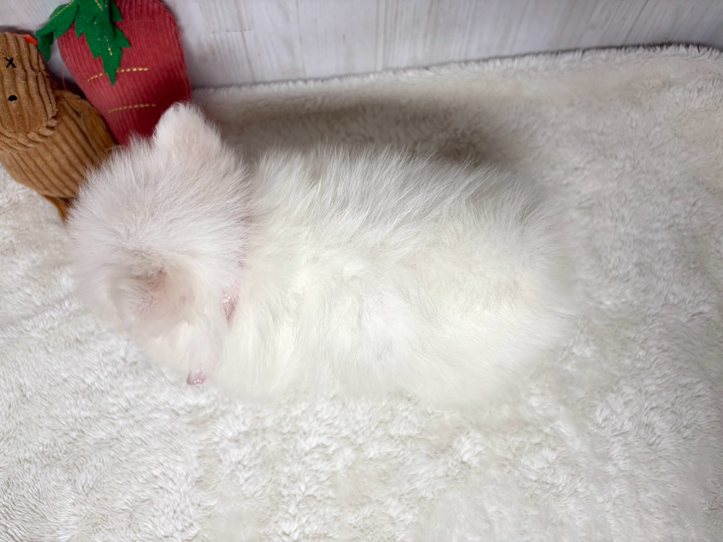赤ちゃん写真3-3