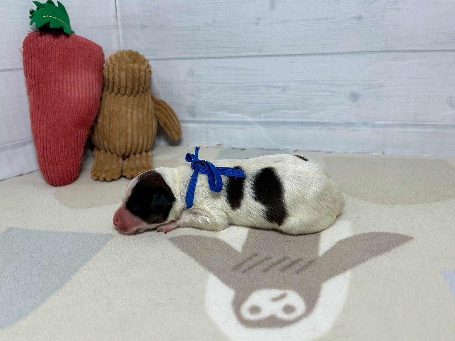 赤ちゃん写真1-2
