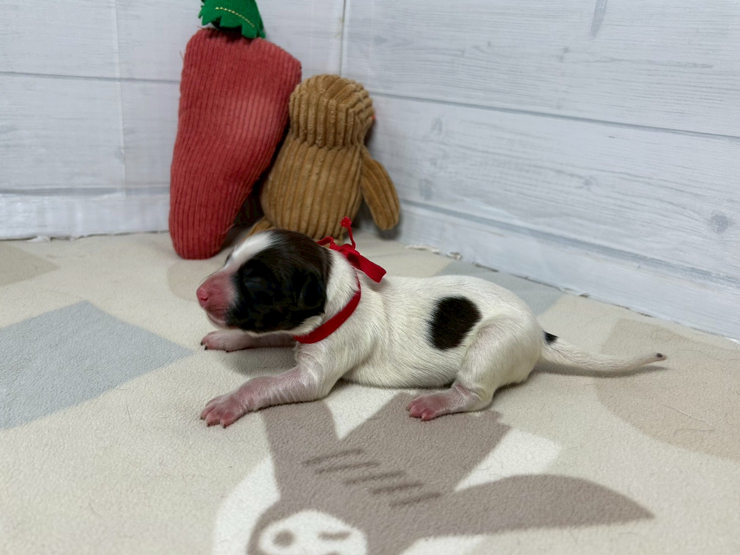 赤ちゃん写真1-2