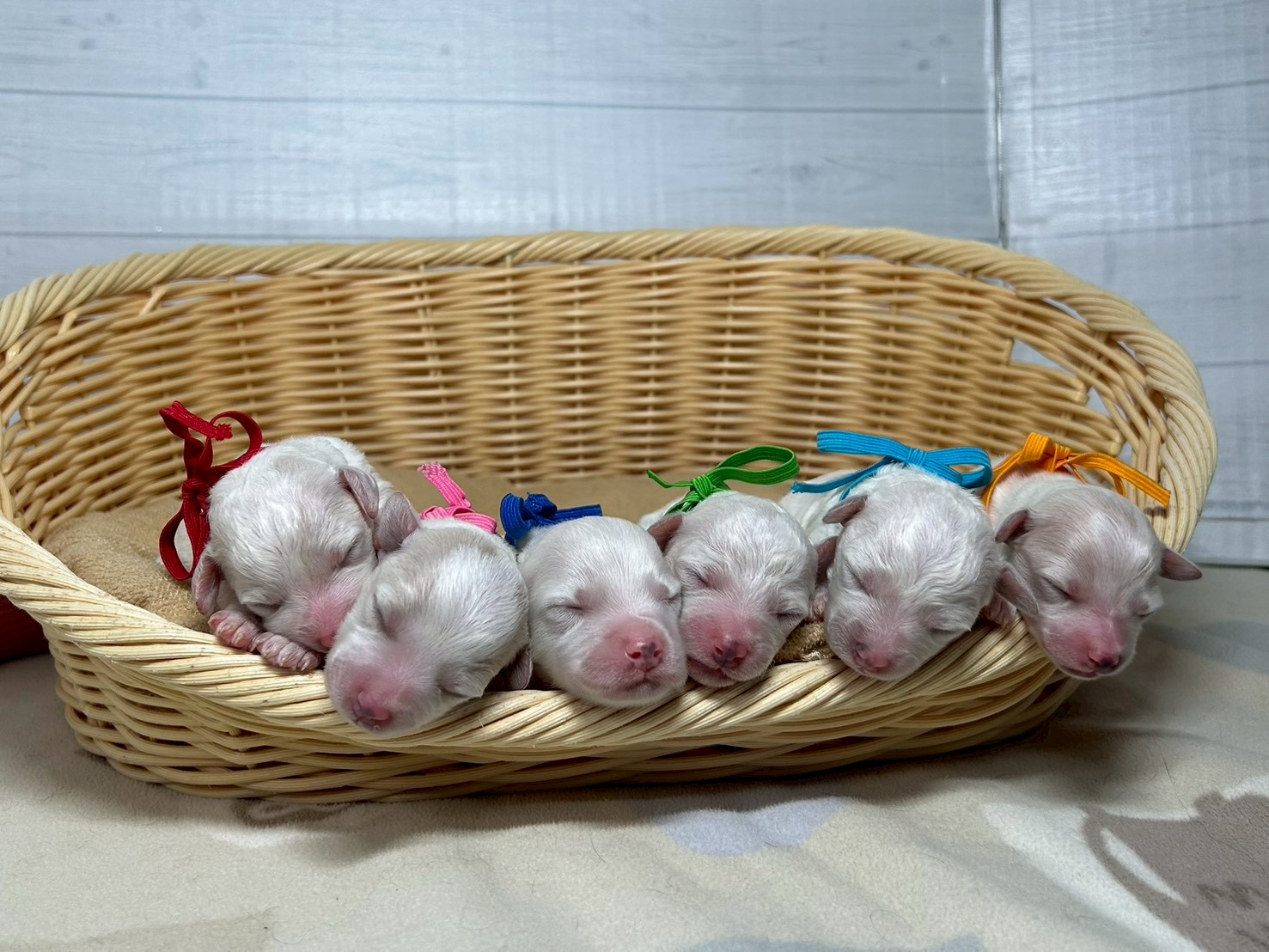 赤ちゃん写真1-3