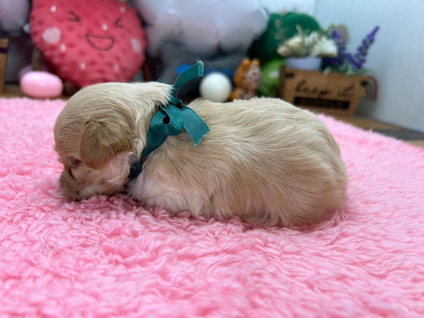 赤ちゃん写真2-2