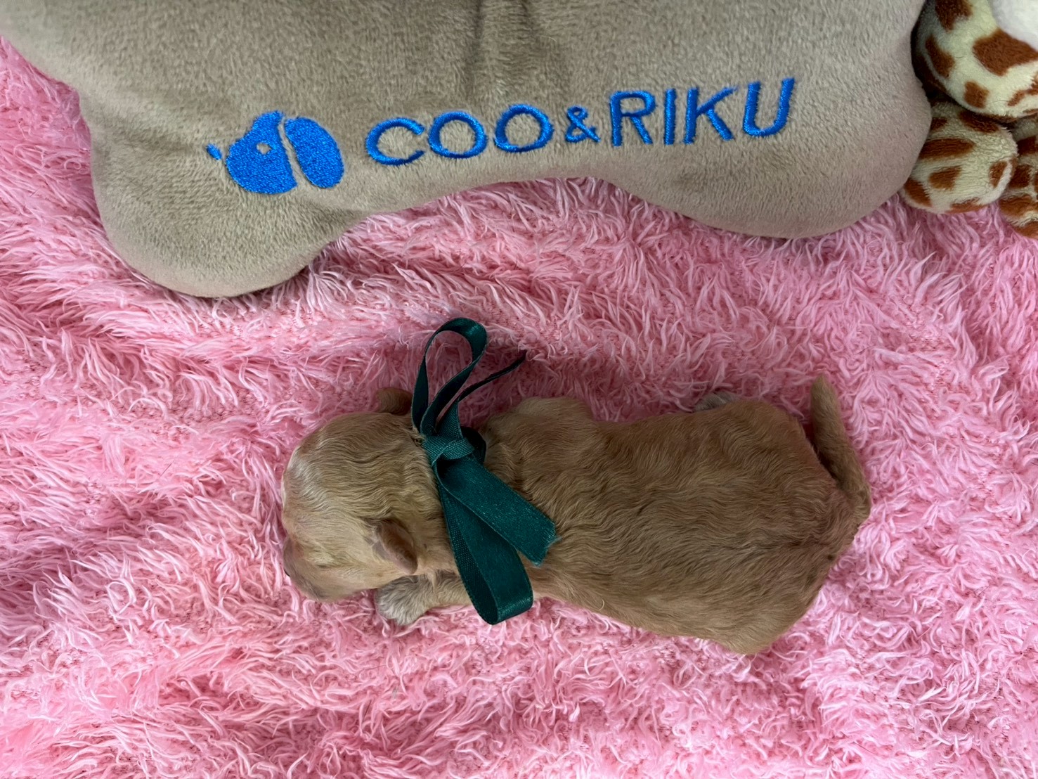 赤ちゃん写真1-3