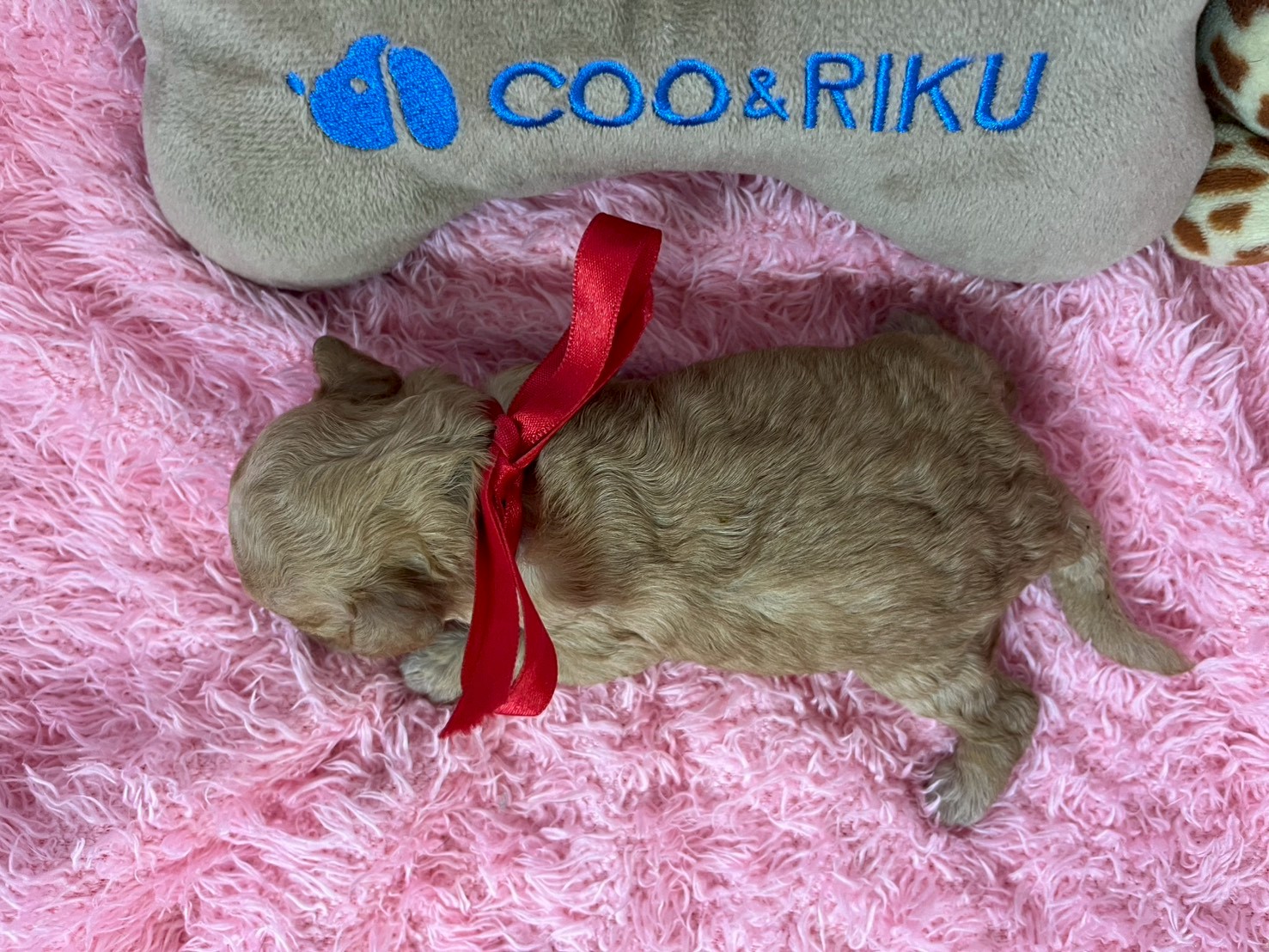 赤ちゃん写真1-3