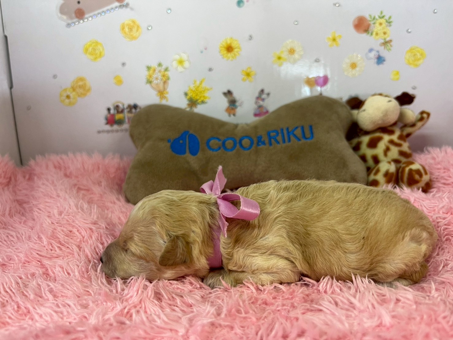 赤ちゃん写真1-2