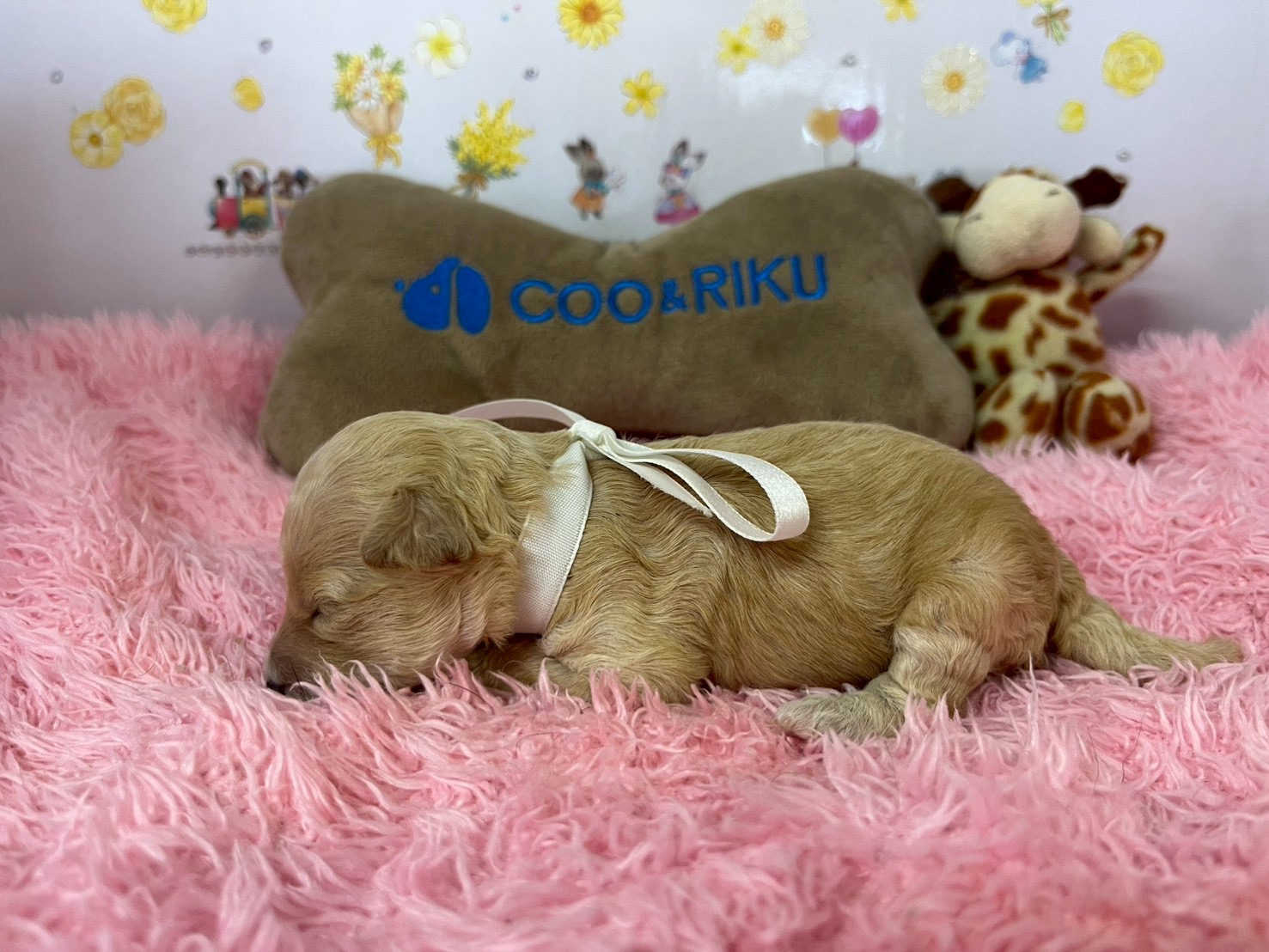 赤ちゃん写真1-2