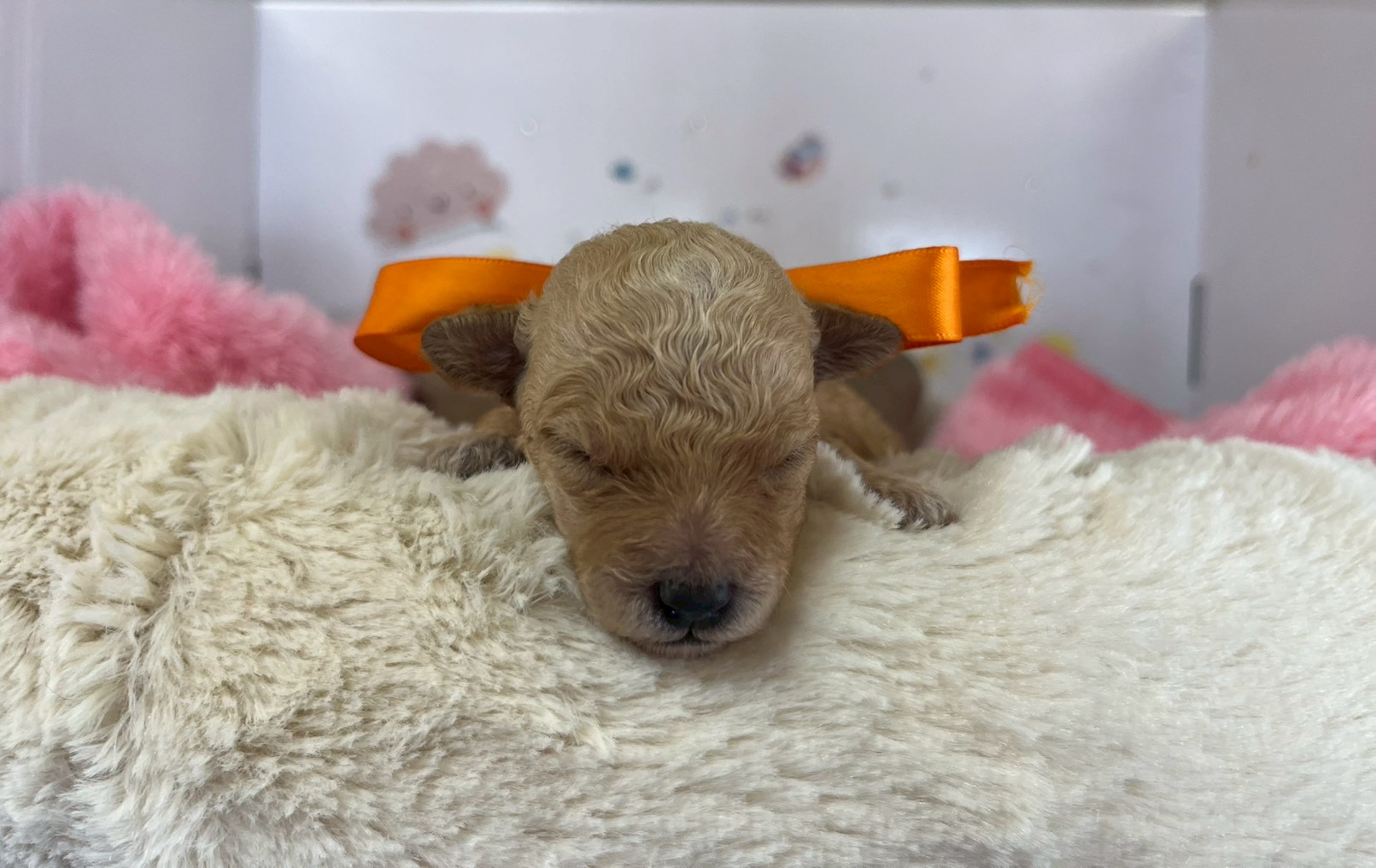赤ちゃん写真1-1