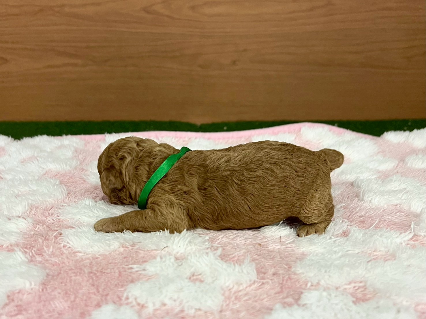 赤ちゃん写真1-2