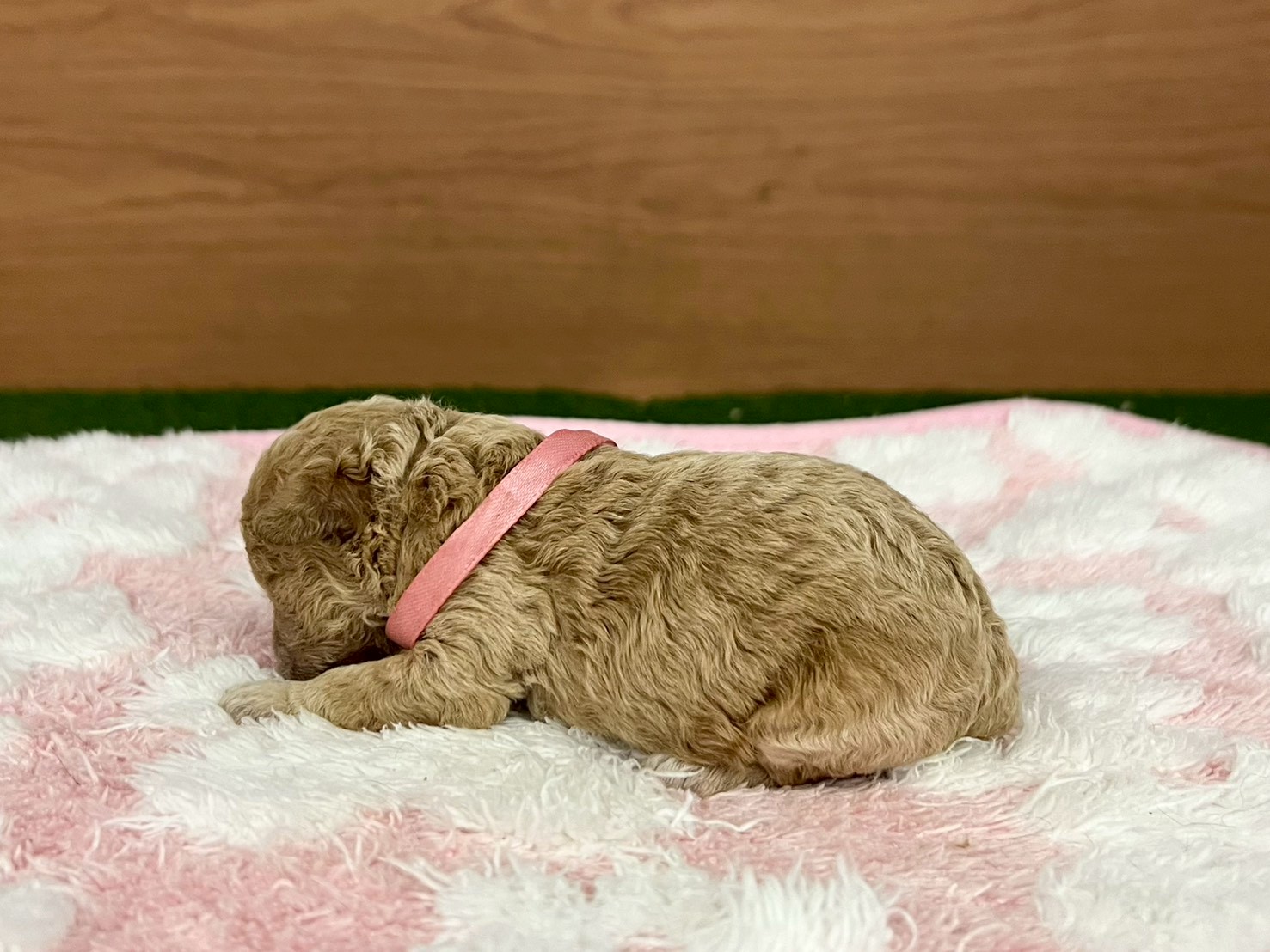 赤ちゃん写真1-2