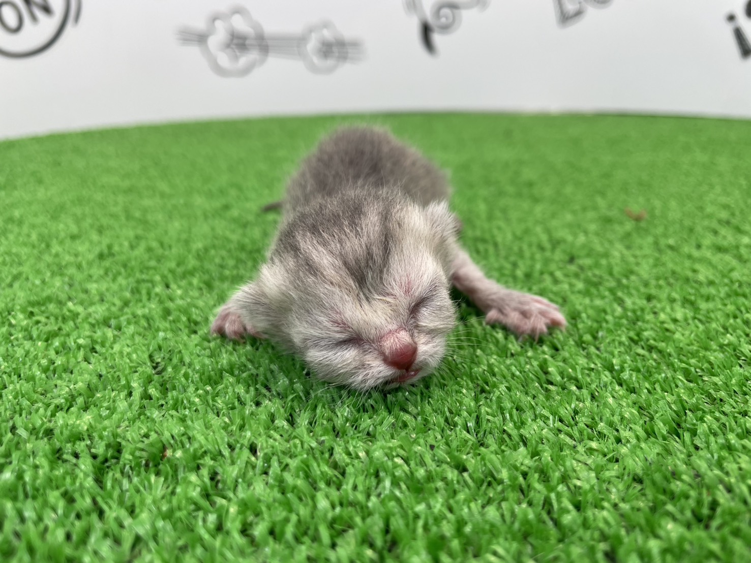 エキゾチック