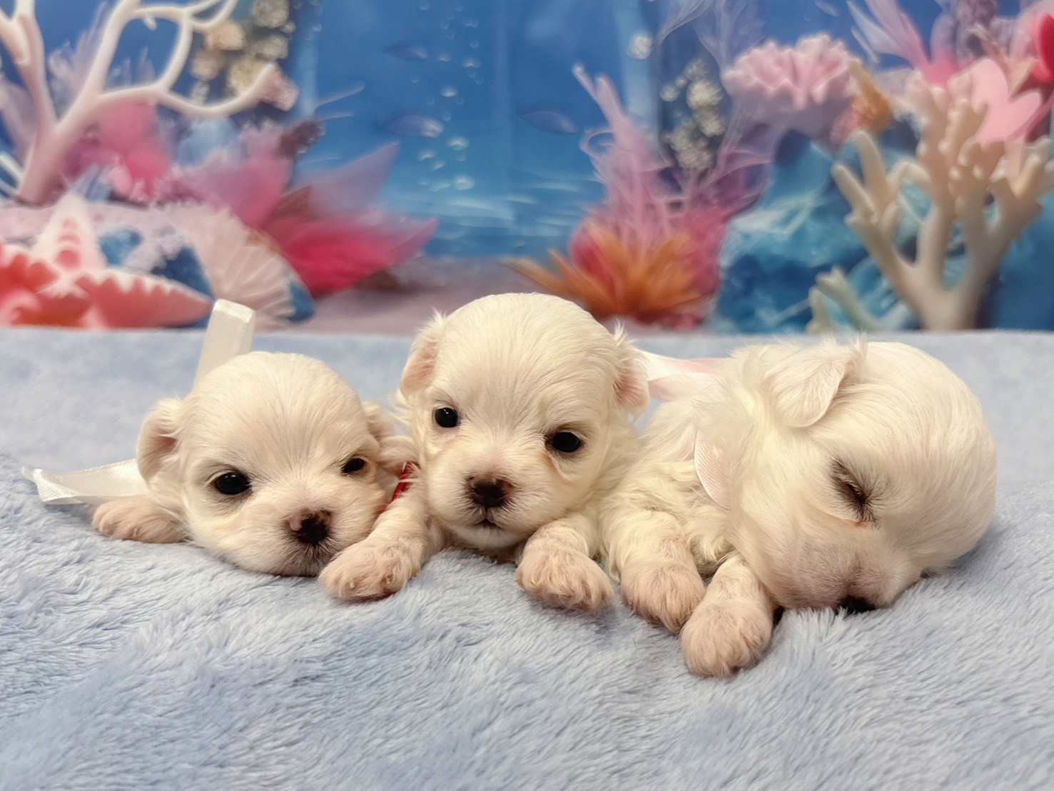 赤ちゃん写真2-3