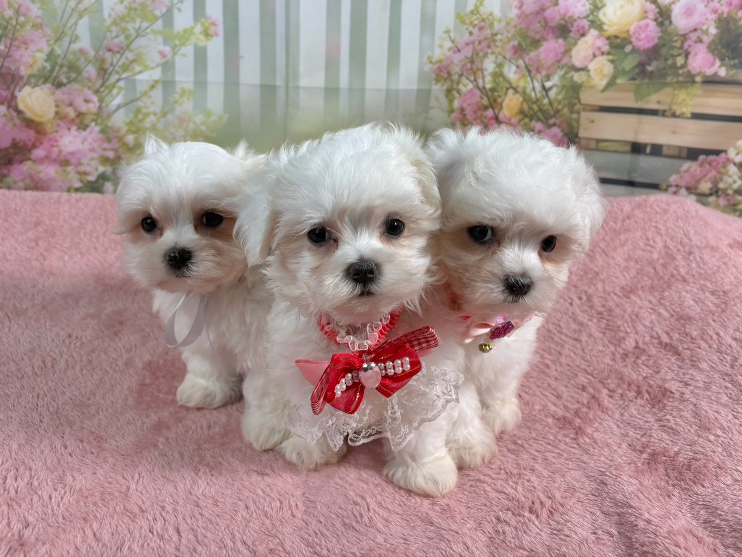 赤ちゃん写真3-3