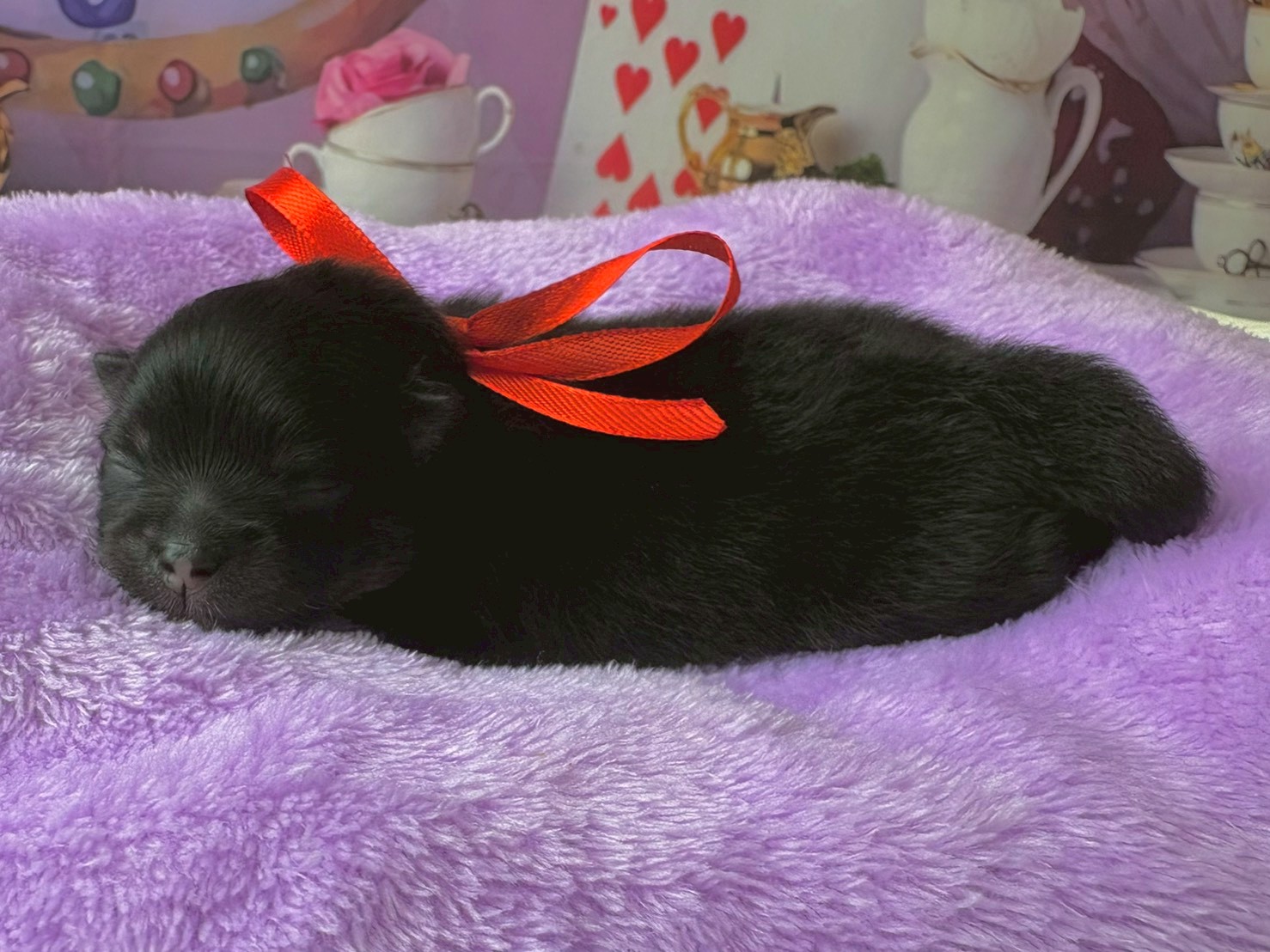 赤ちゃん写真1-2