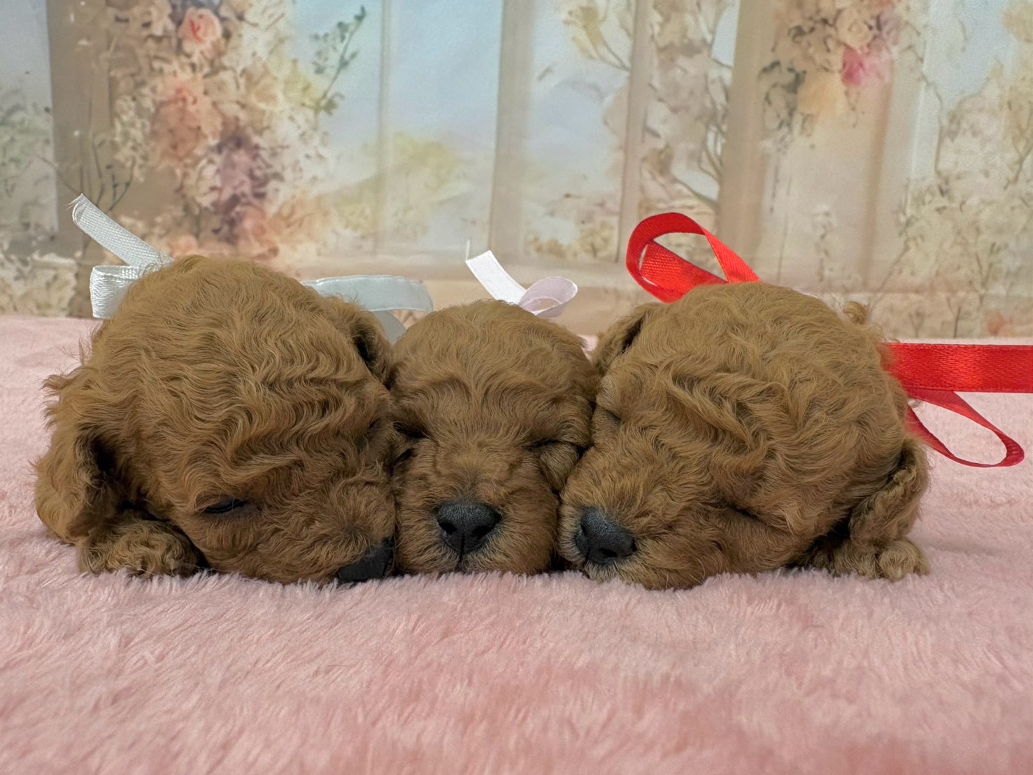 赤ちゃん写真2-3