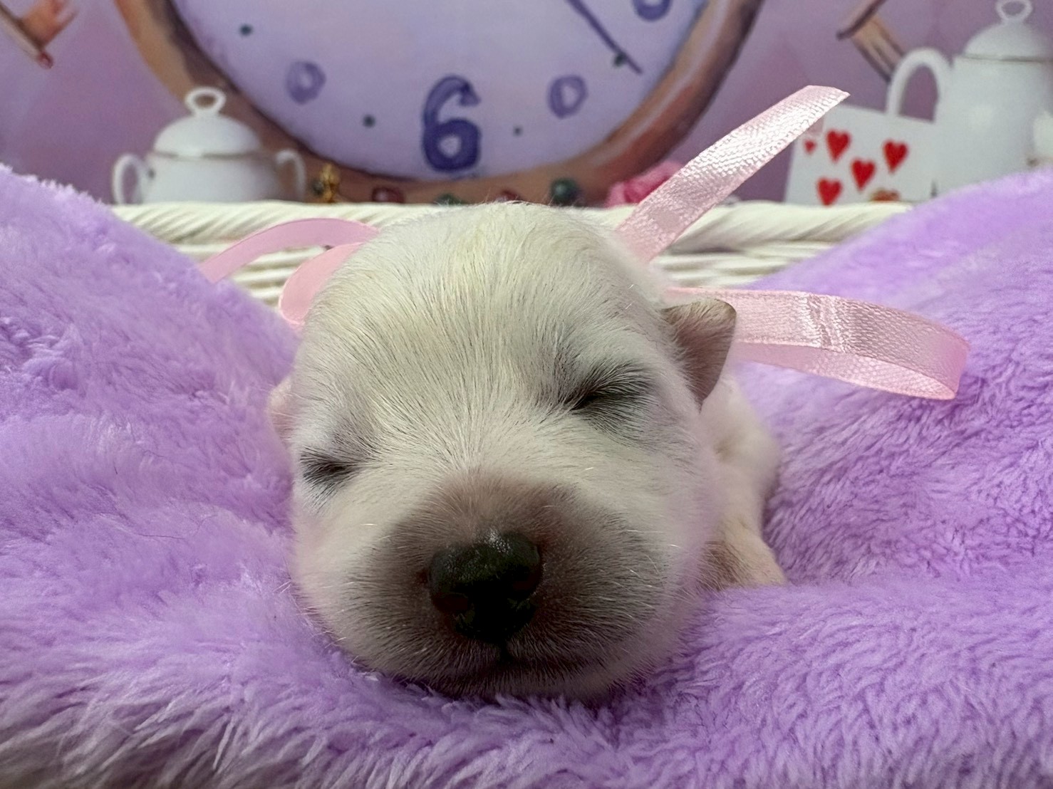 赤ちゃん写真1-1
