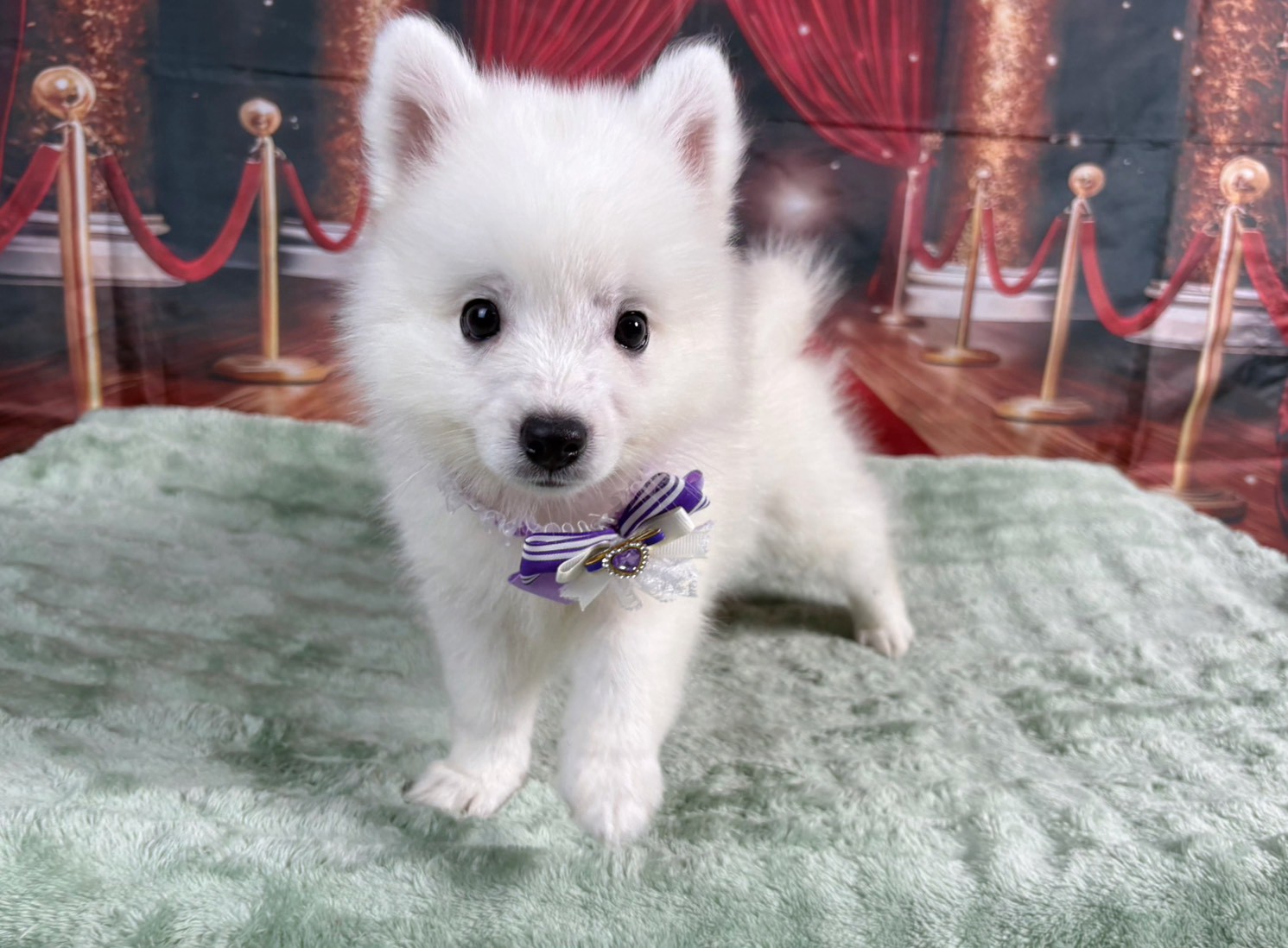 スピッツ