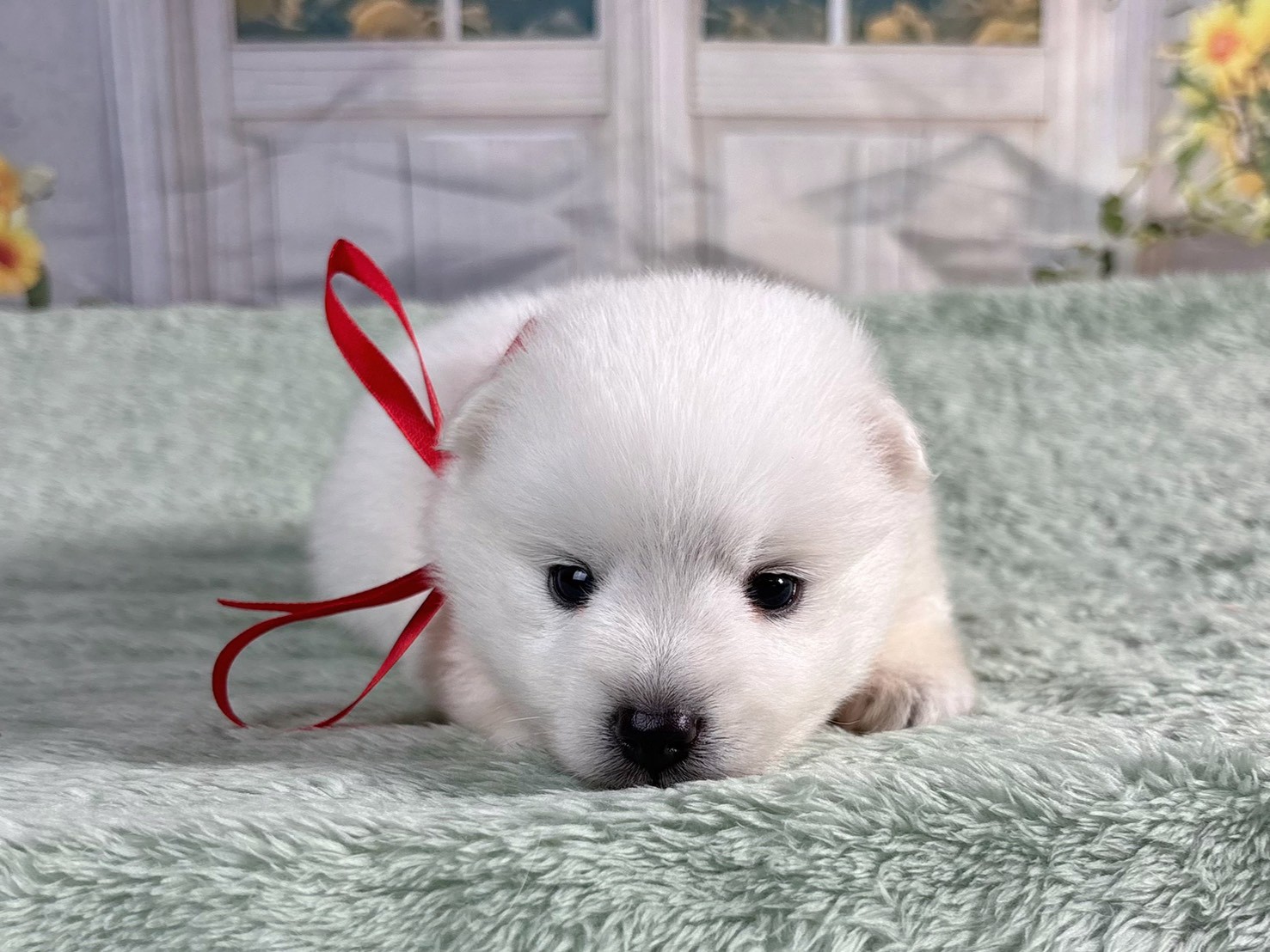 赤ちゃん写真2-1