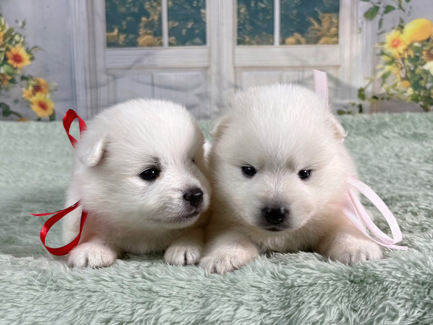赤ちゃん写真2-3