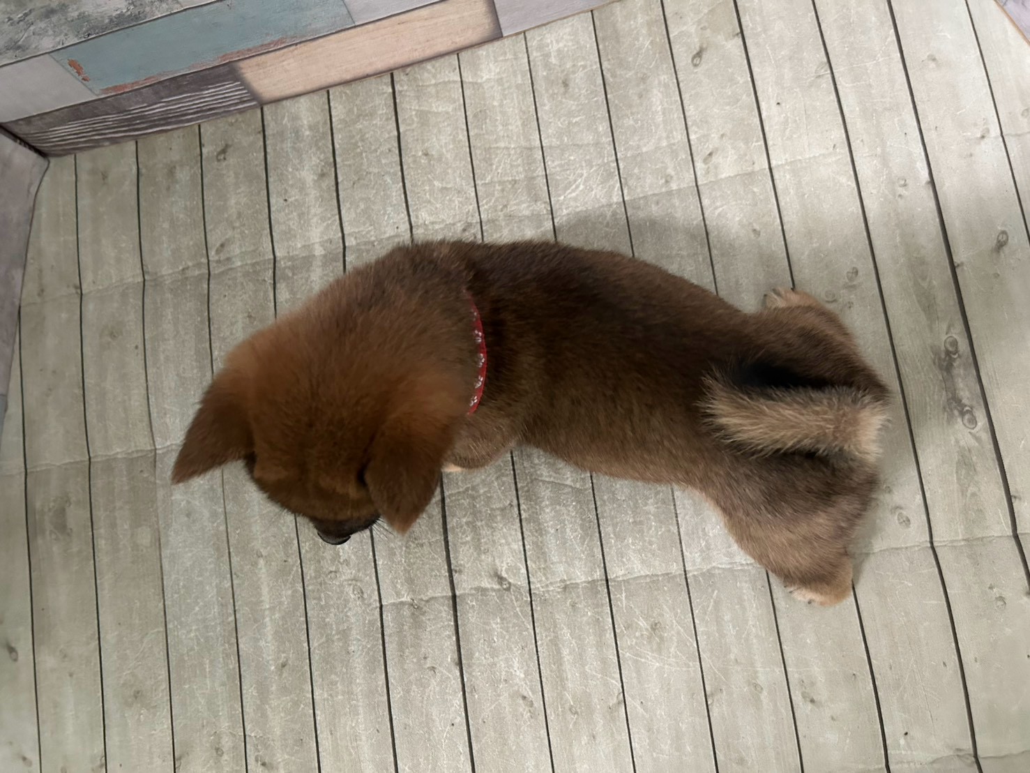 赤ちゃん写真3-3