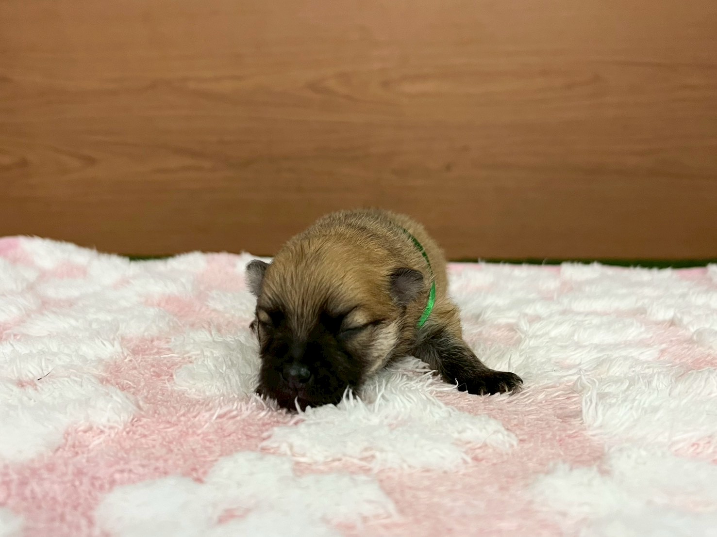 赤ちゃん写真1-1