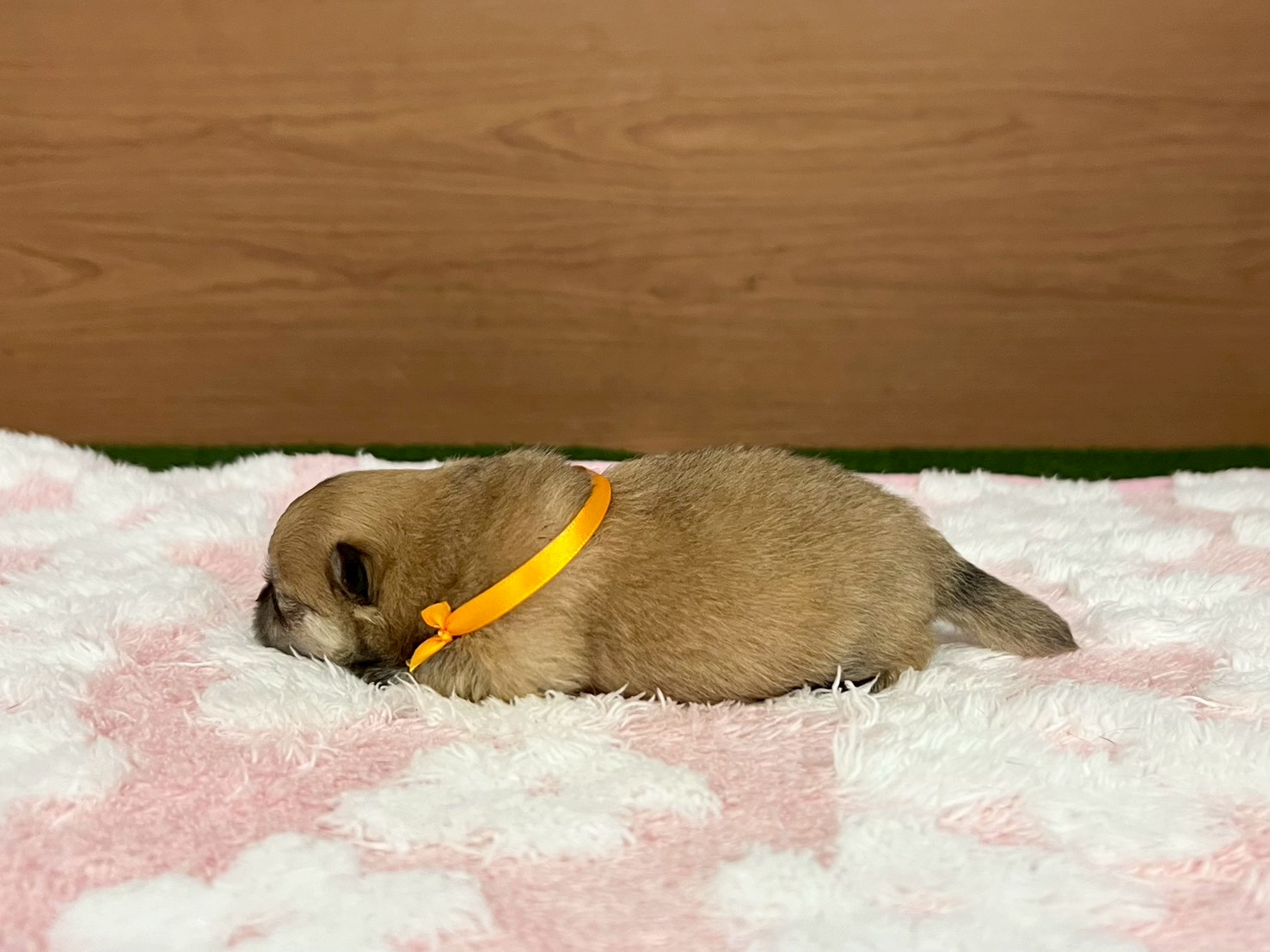 赤ちゃん写真1-2