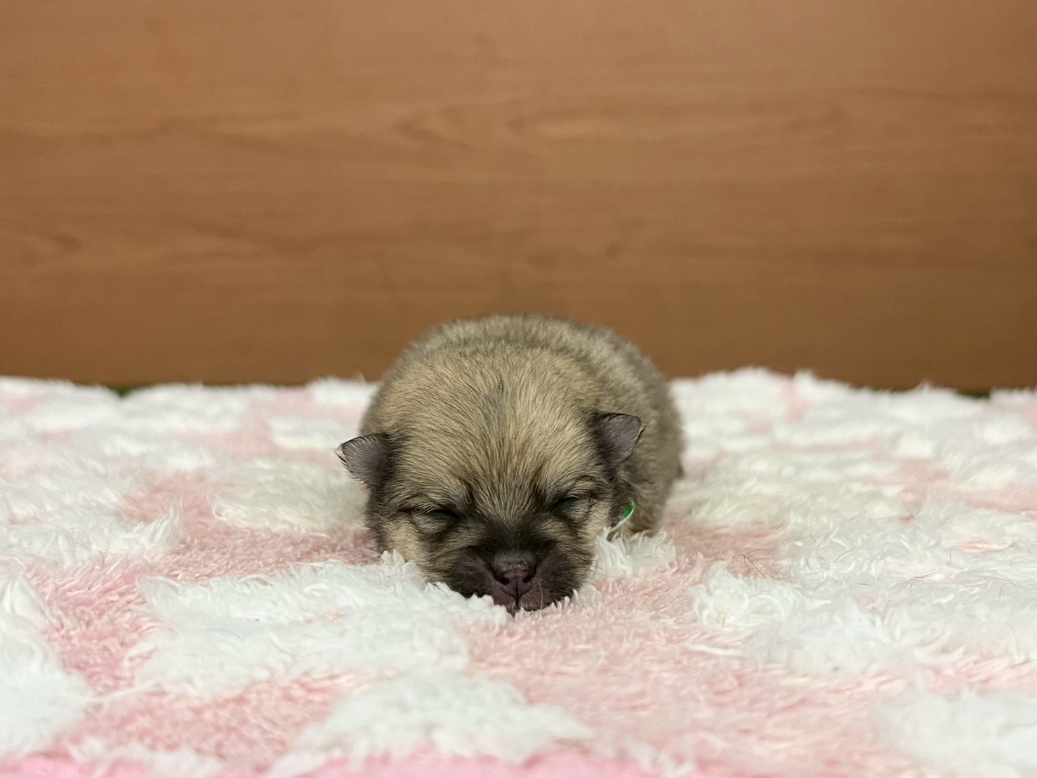 赤ちゃん写真1-1