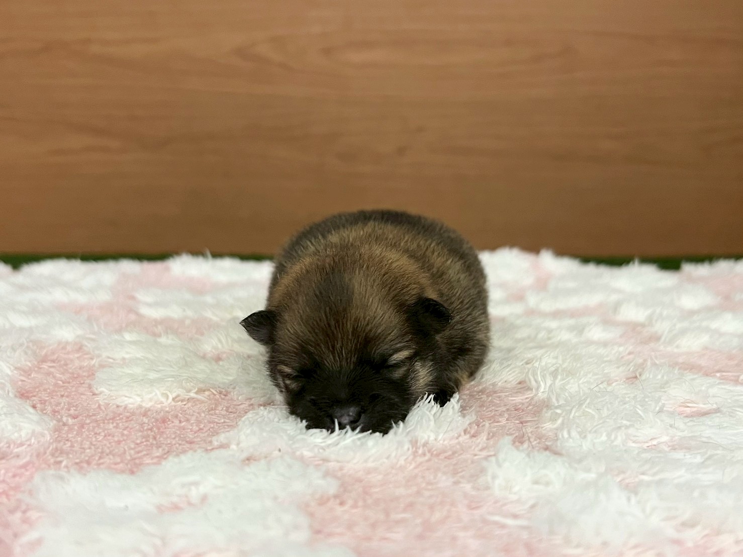 赤ちゃん写真1-1