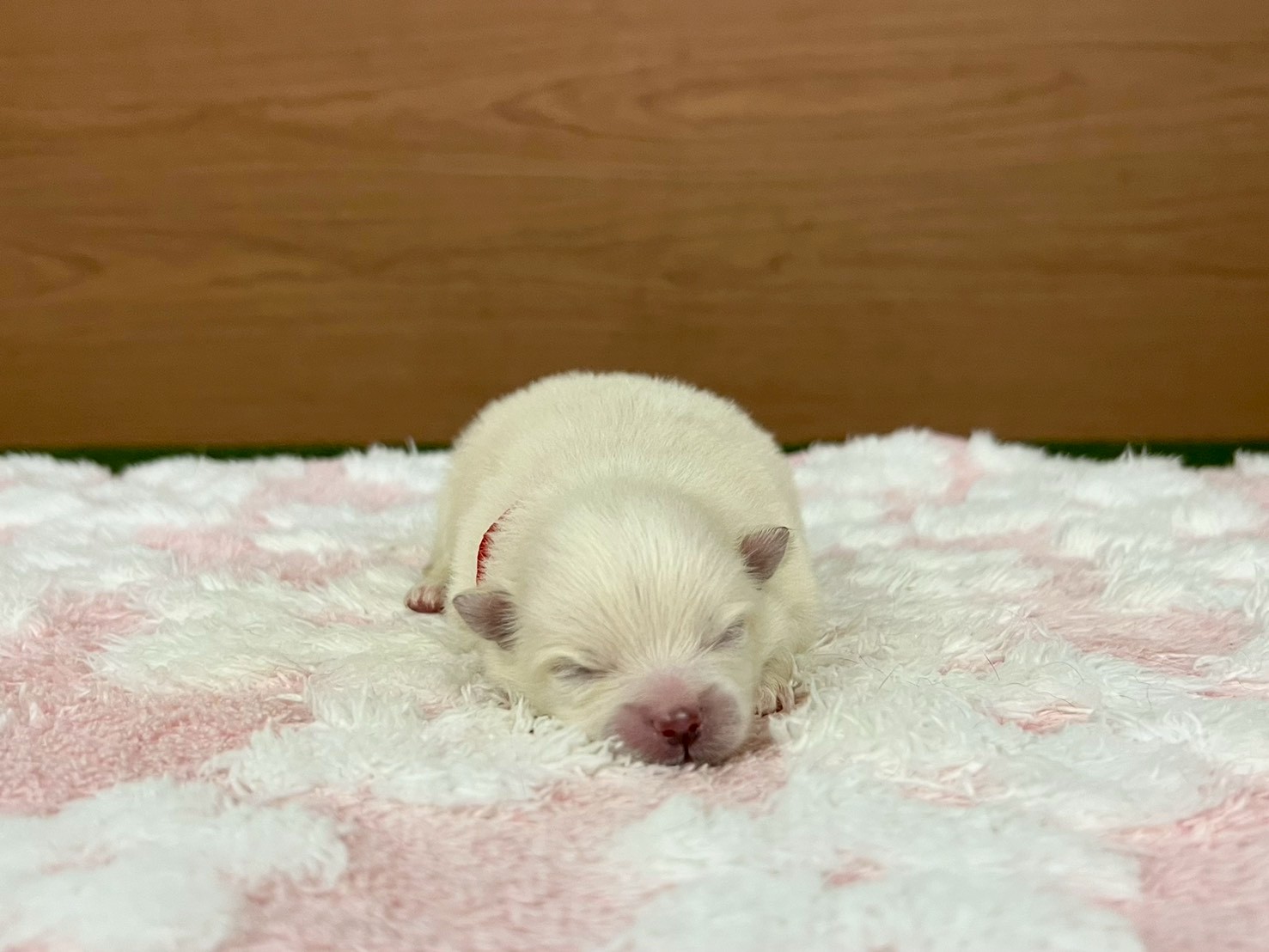 赤ちゃん写真1-1