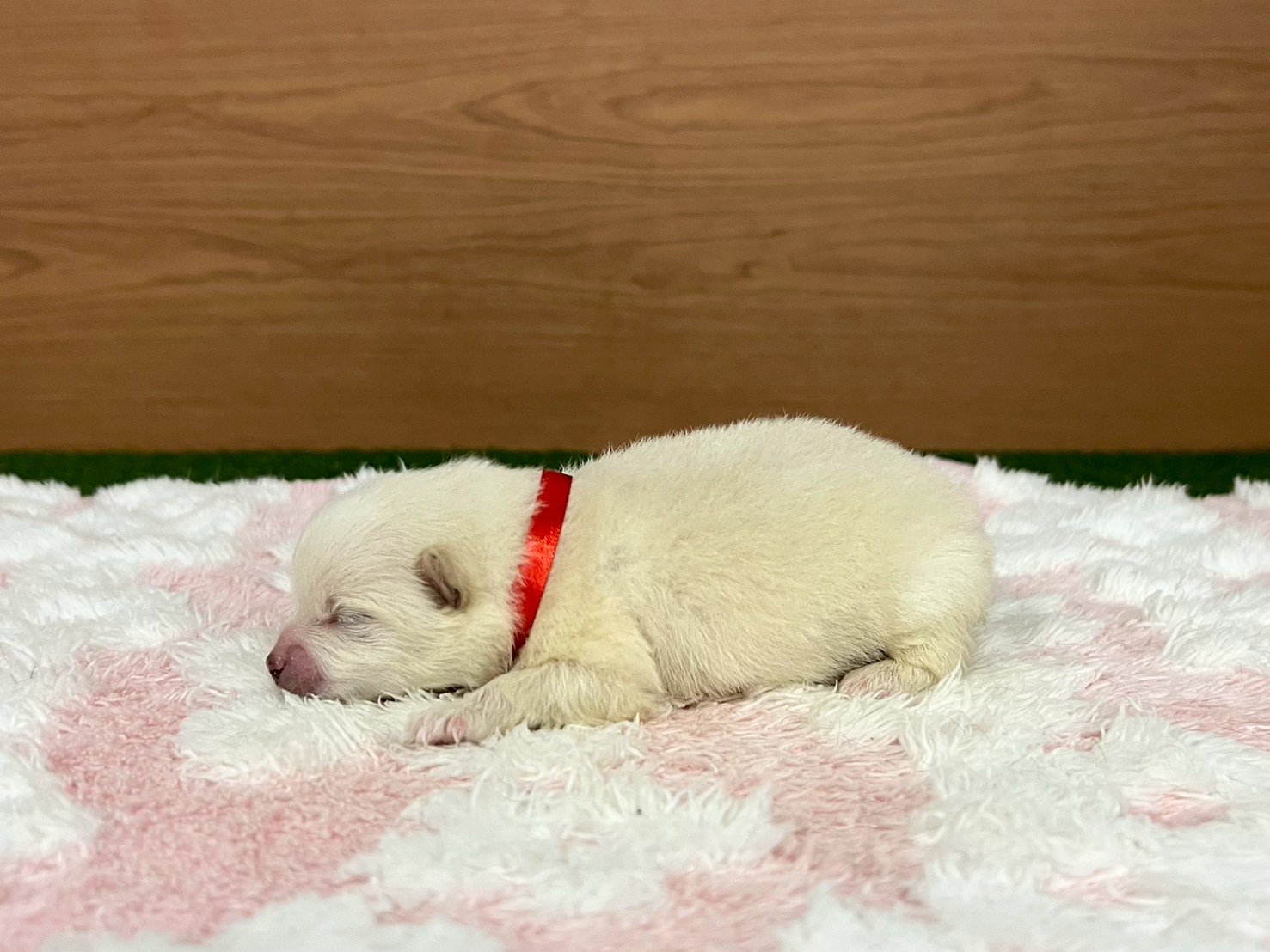 赤ちゃん写真1-2