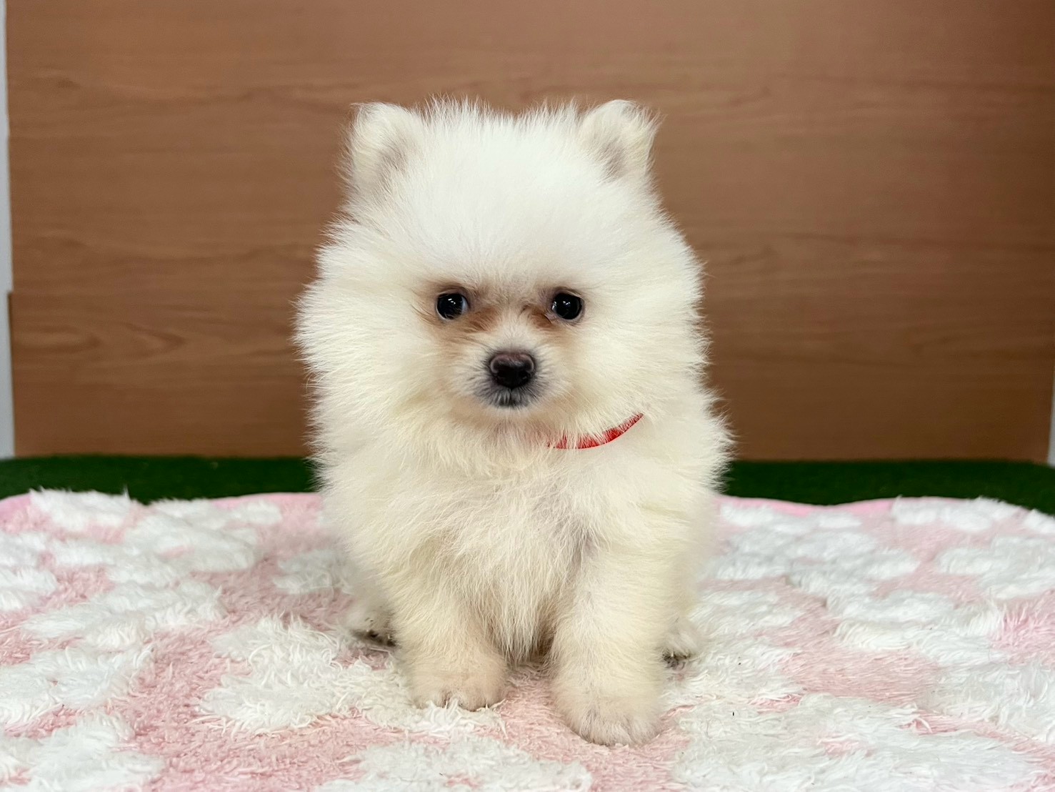 赤ちゃん写真3-1