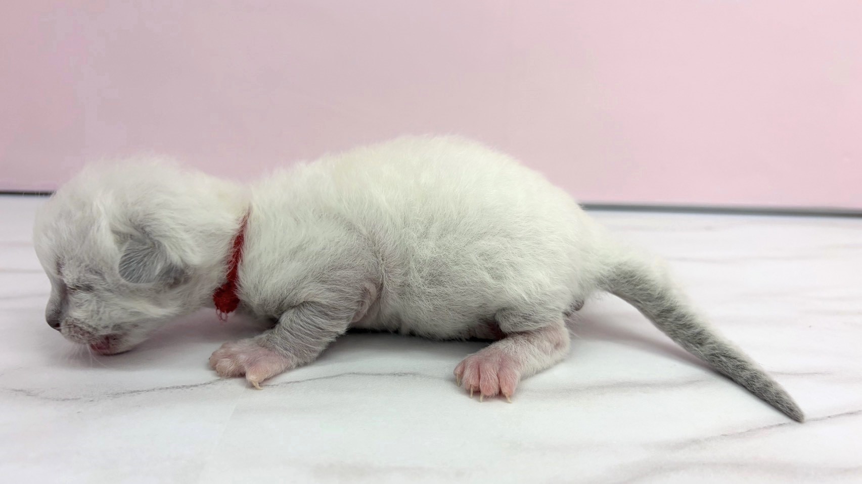 赤ちゃん写真1-2
