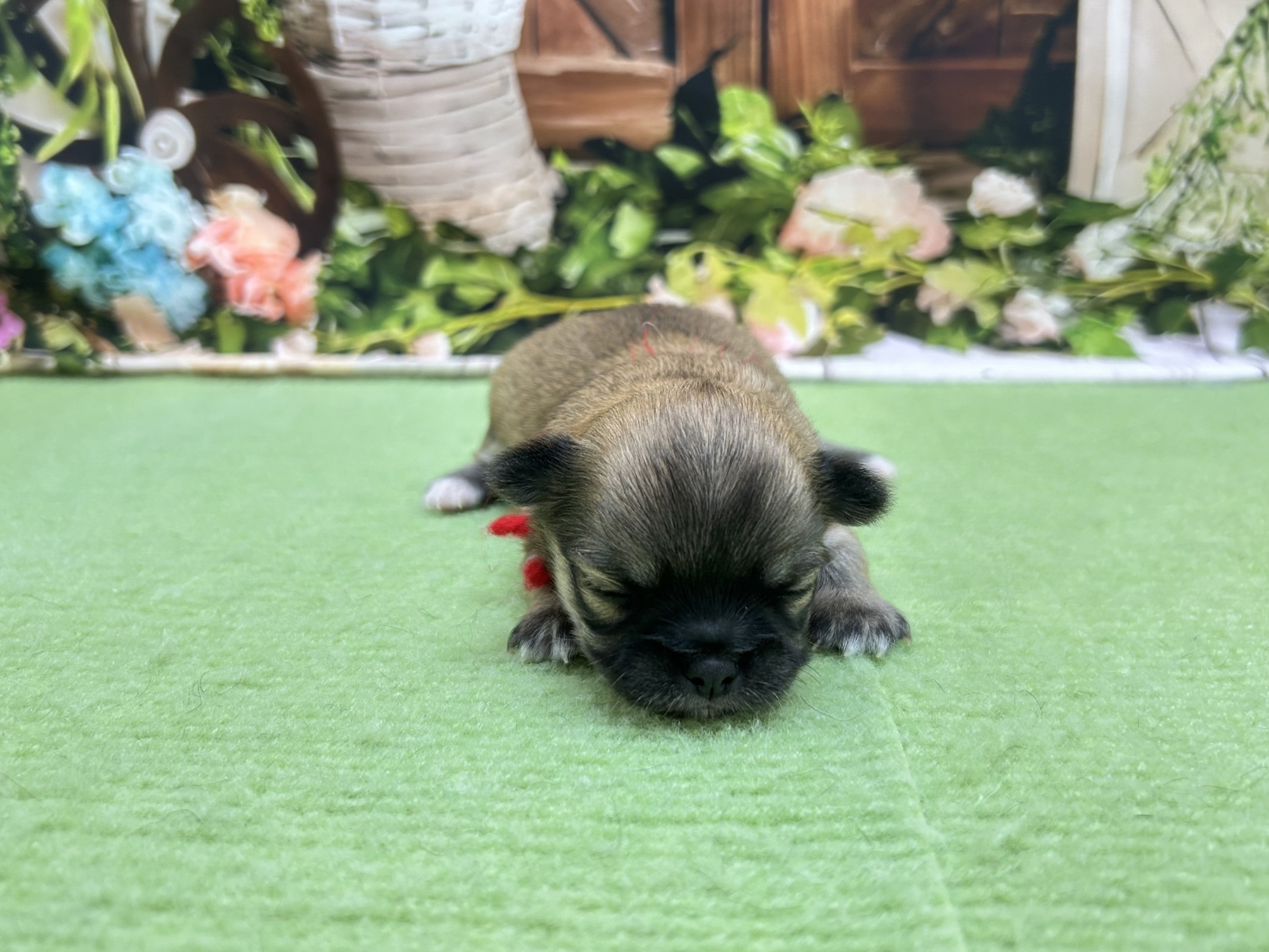 赤ちゃん写真1-1