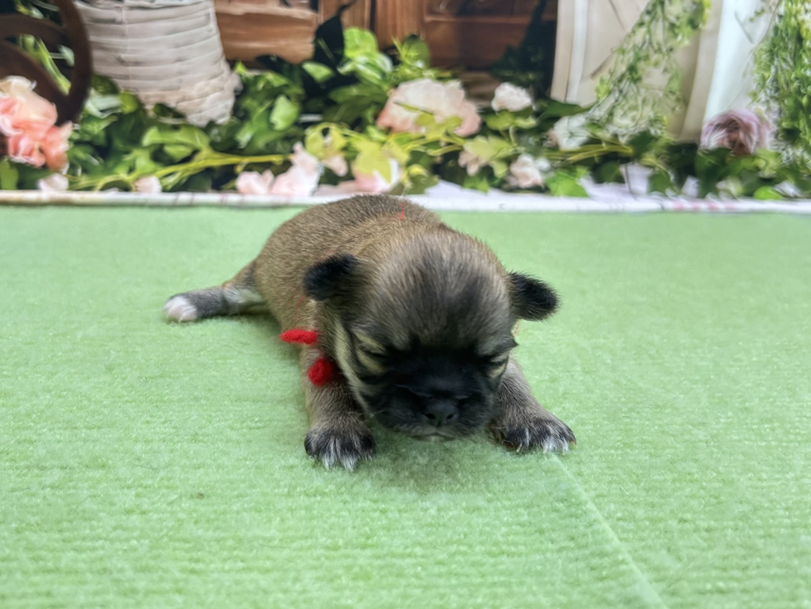 赤ちゃん写真1-2
