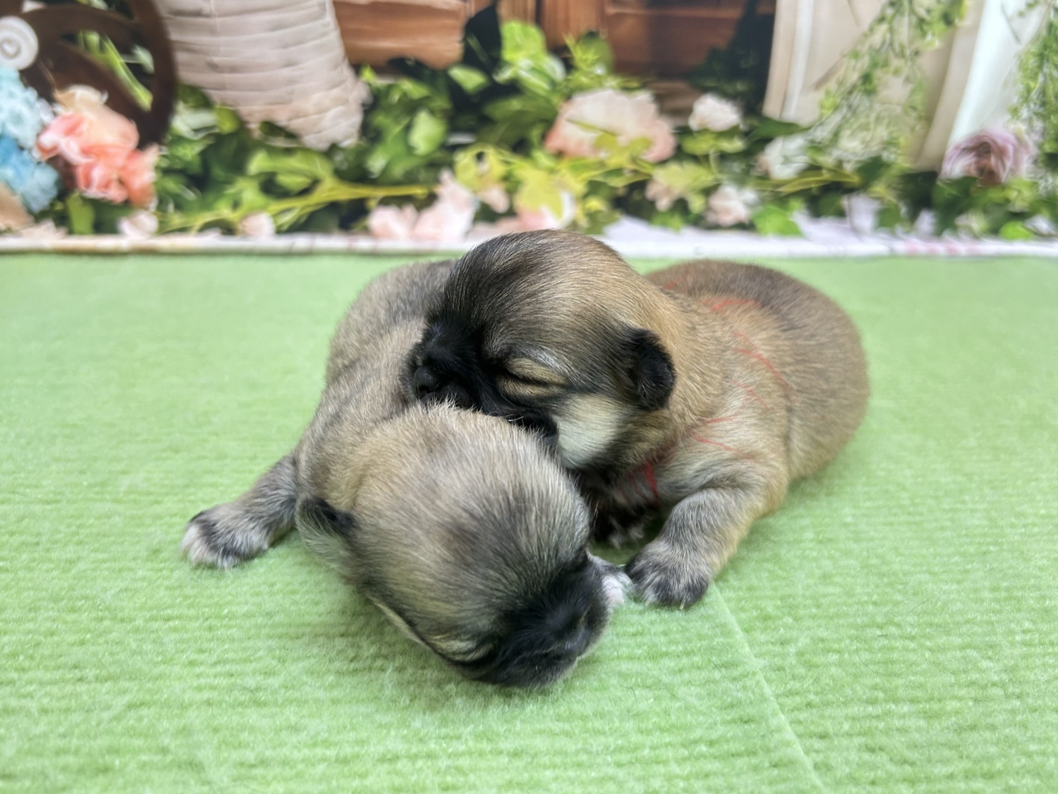 赤ちゃん写真1-3