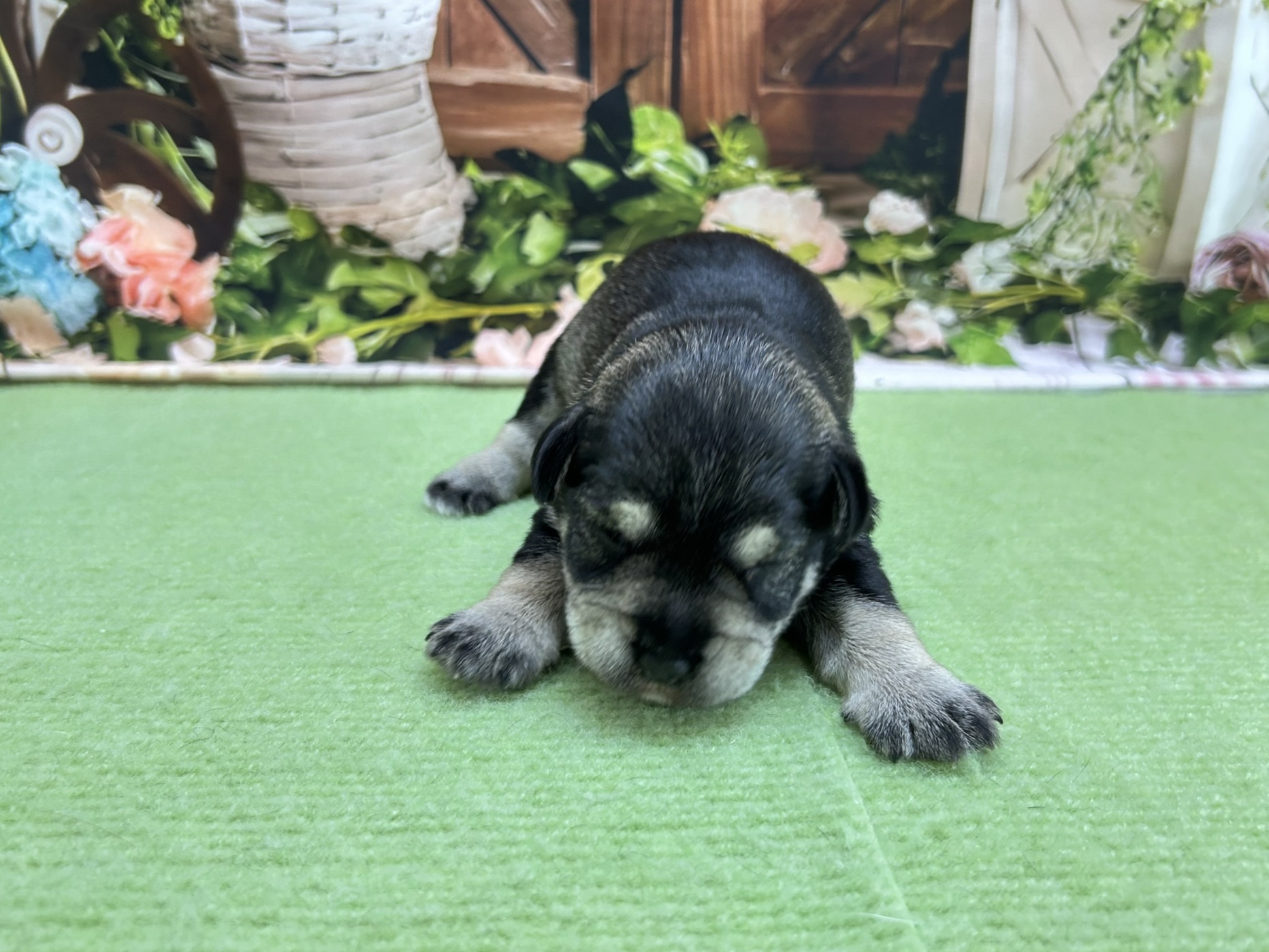 赤ちゃん写真1-1