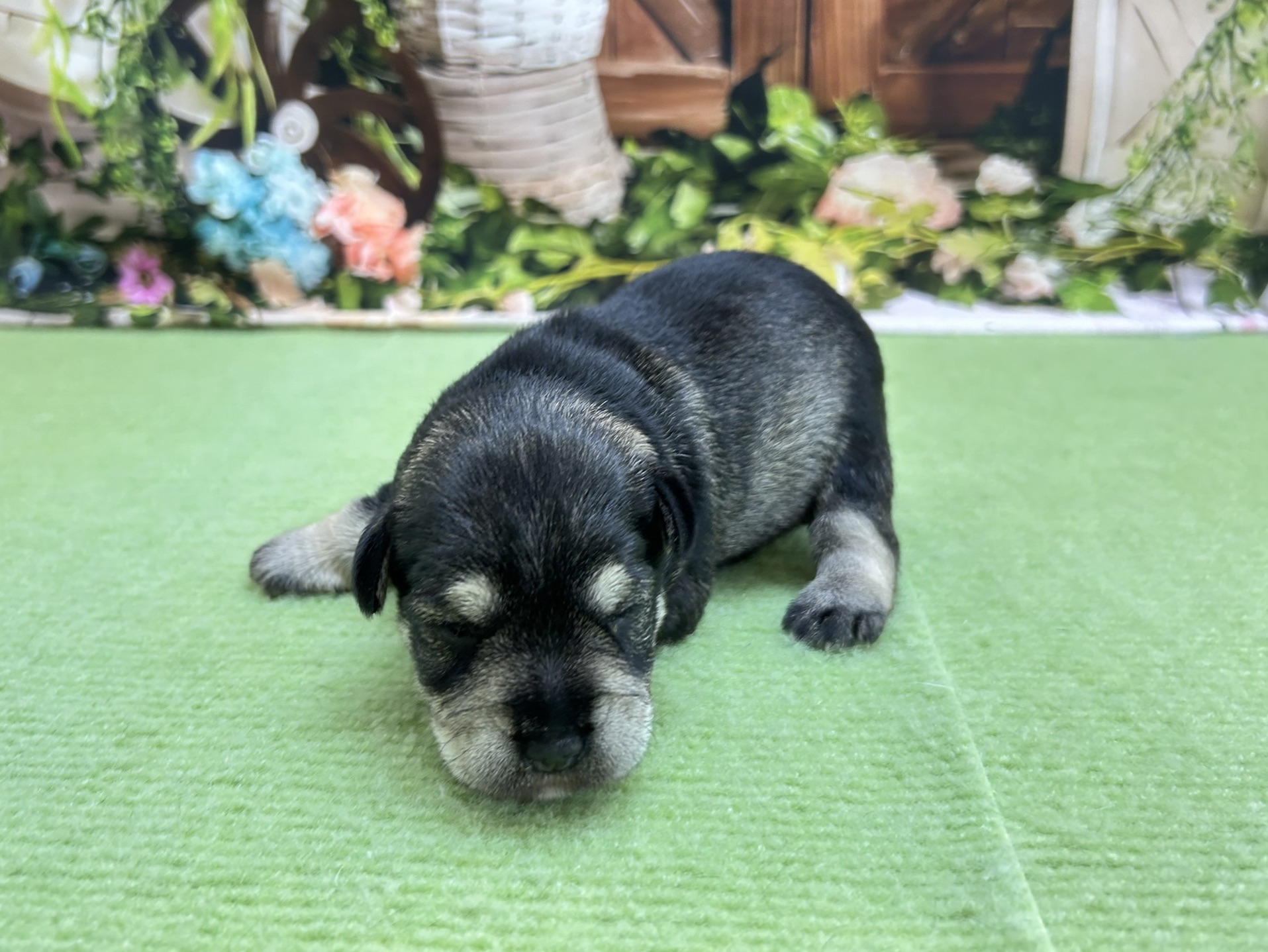 赤ちゃん写真1-2