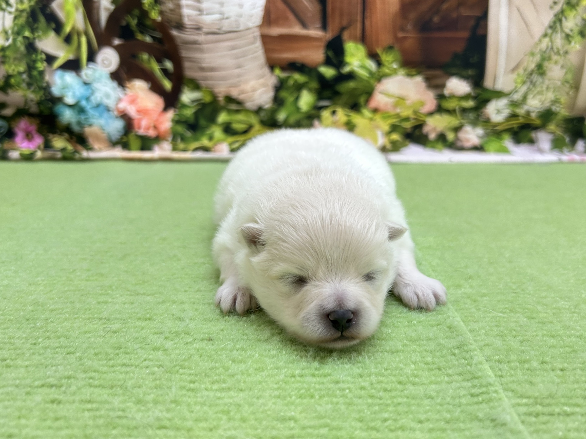 赤ちゃん写真1-1
