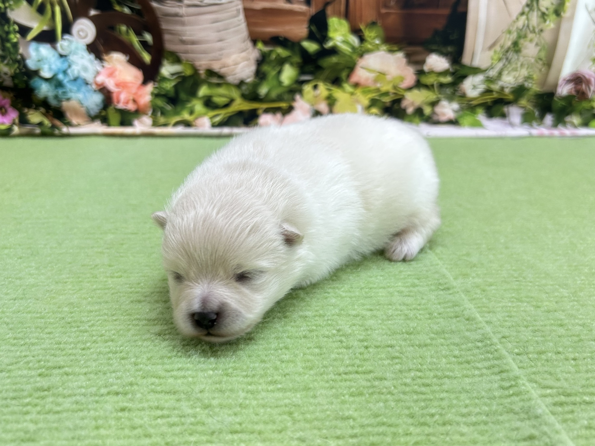 赤ちゃん写真1-2