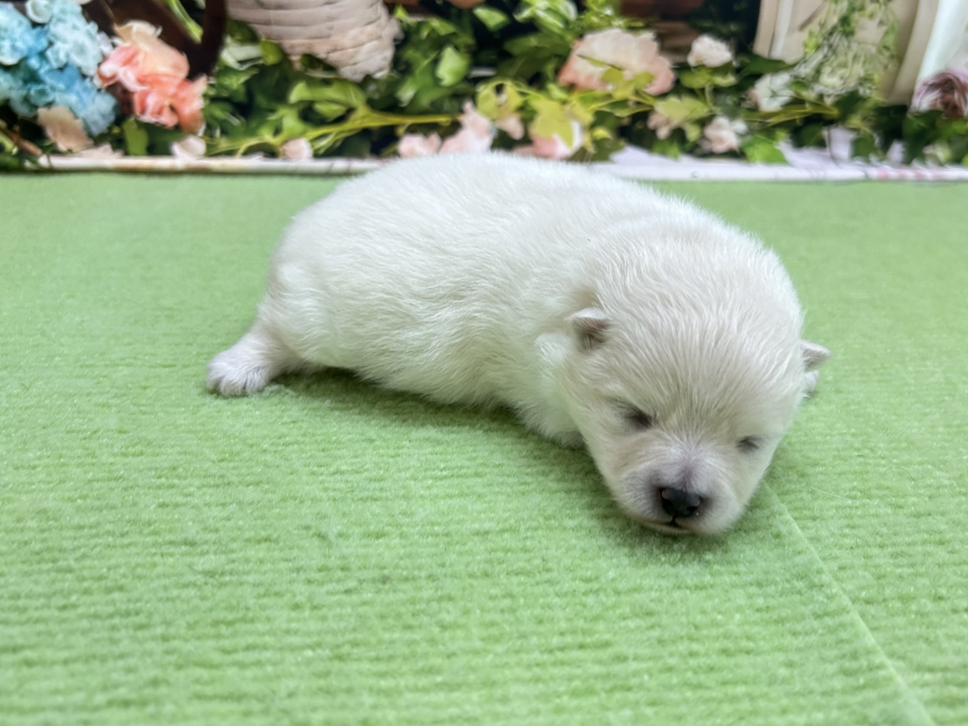赤ちゃん写真1-3