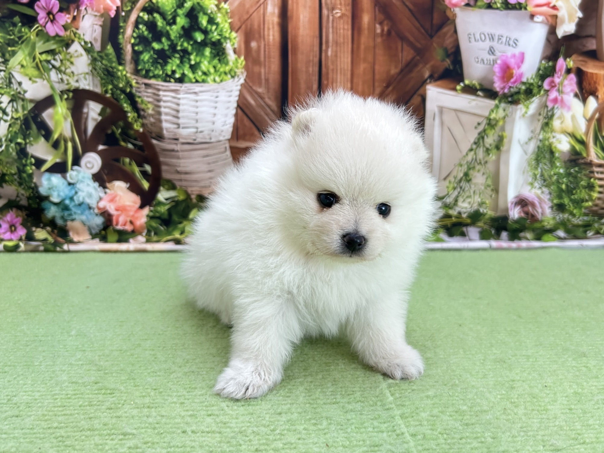 赤ちゃん写真2-1