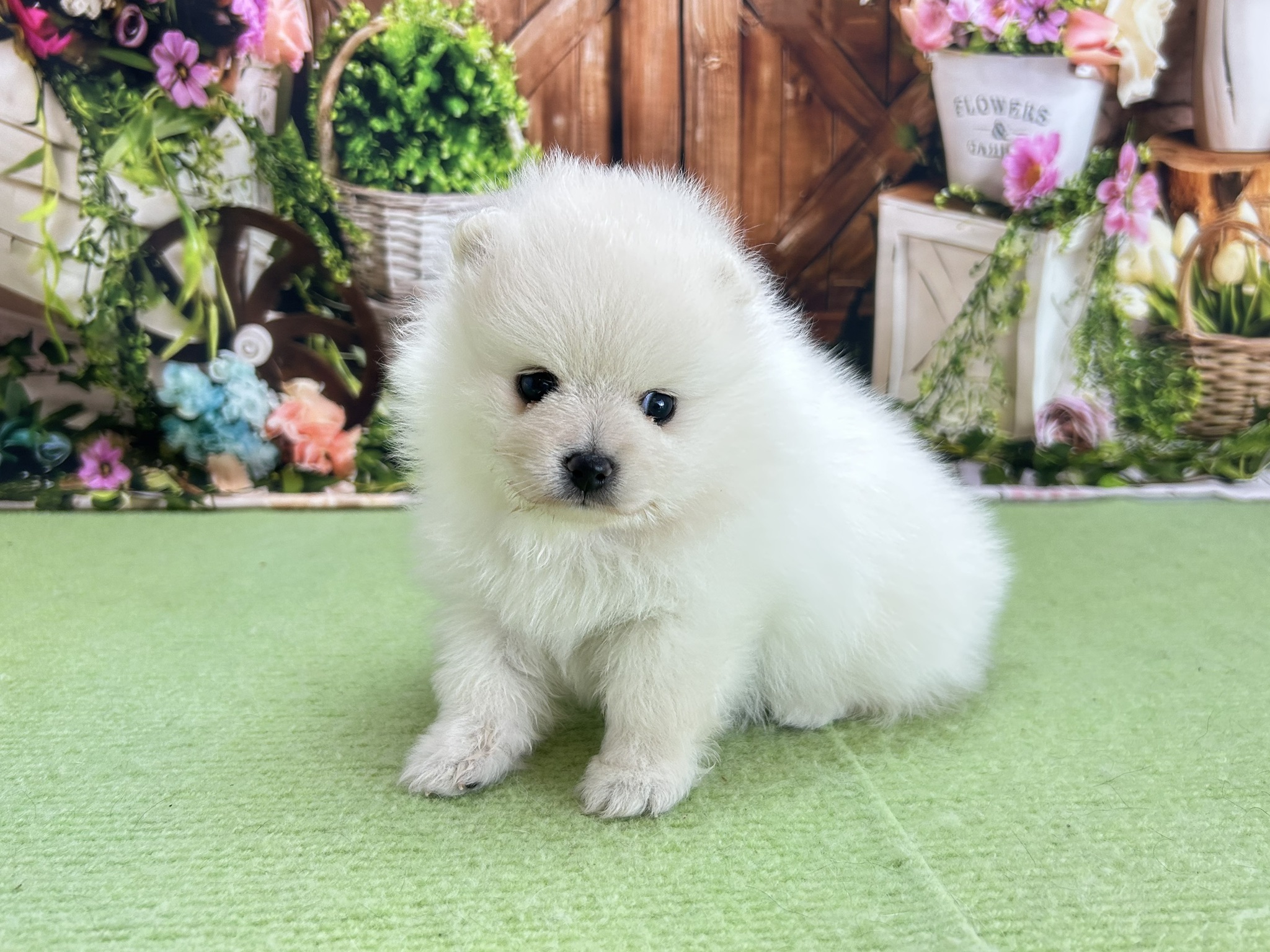 赤ちゃん写真2-2
