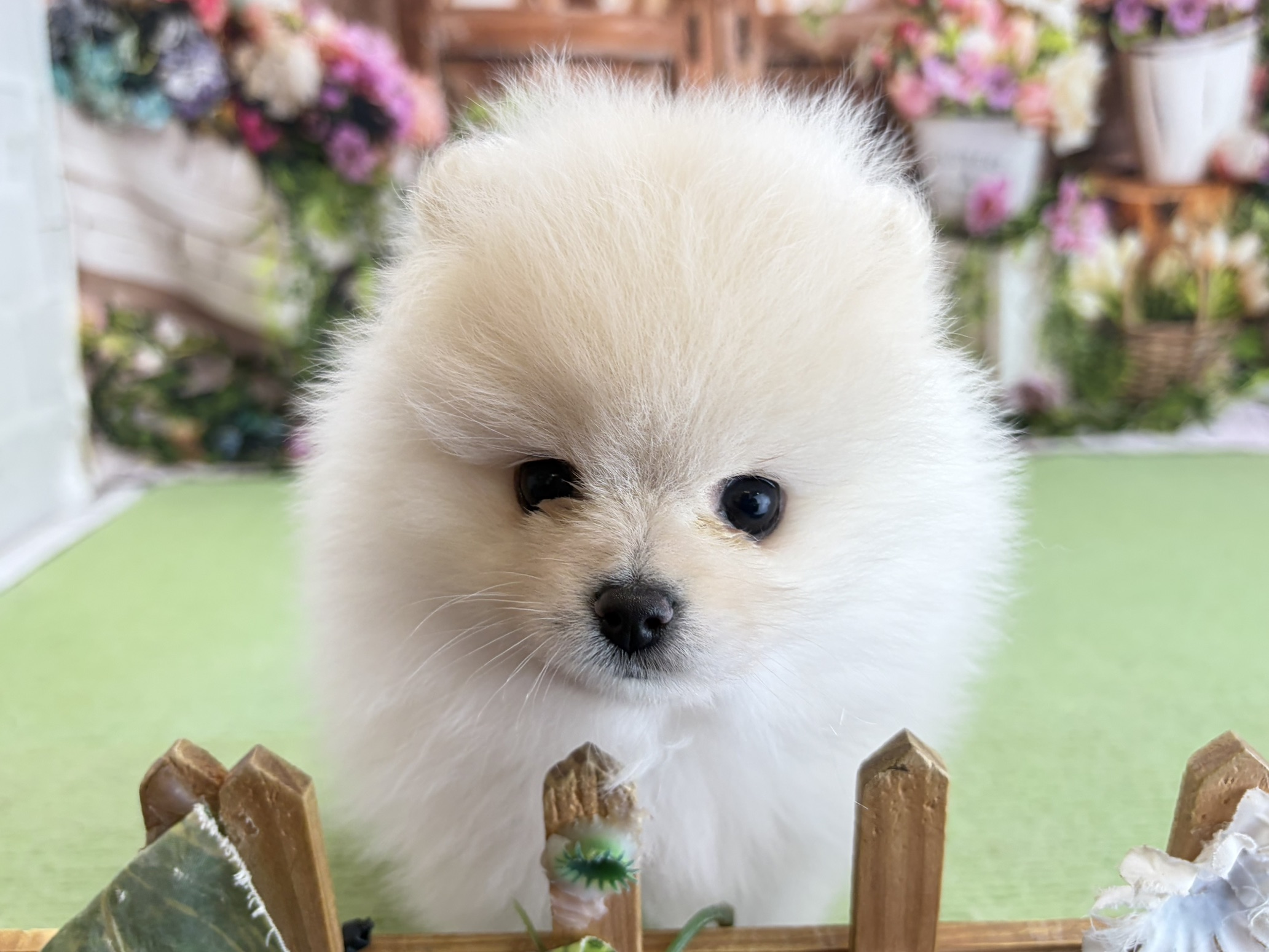 赤ちゃん写真3-1