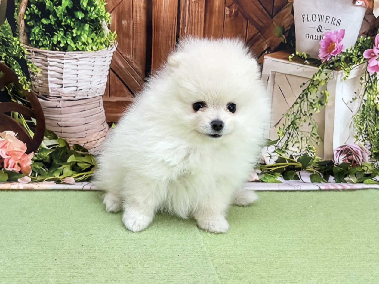 赤ちゃん写真3-3